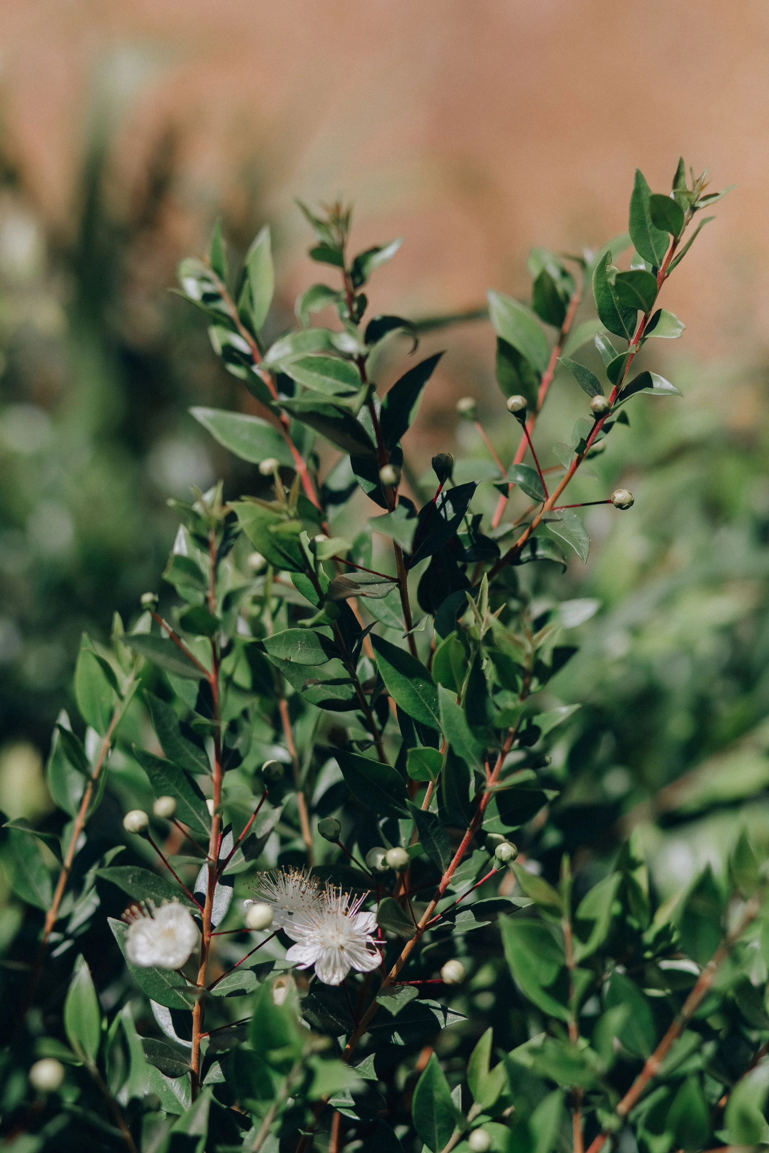 Close-up of green leaves with white berries on a native plant.