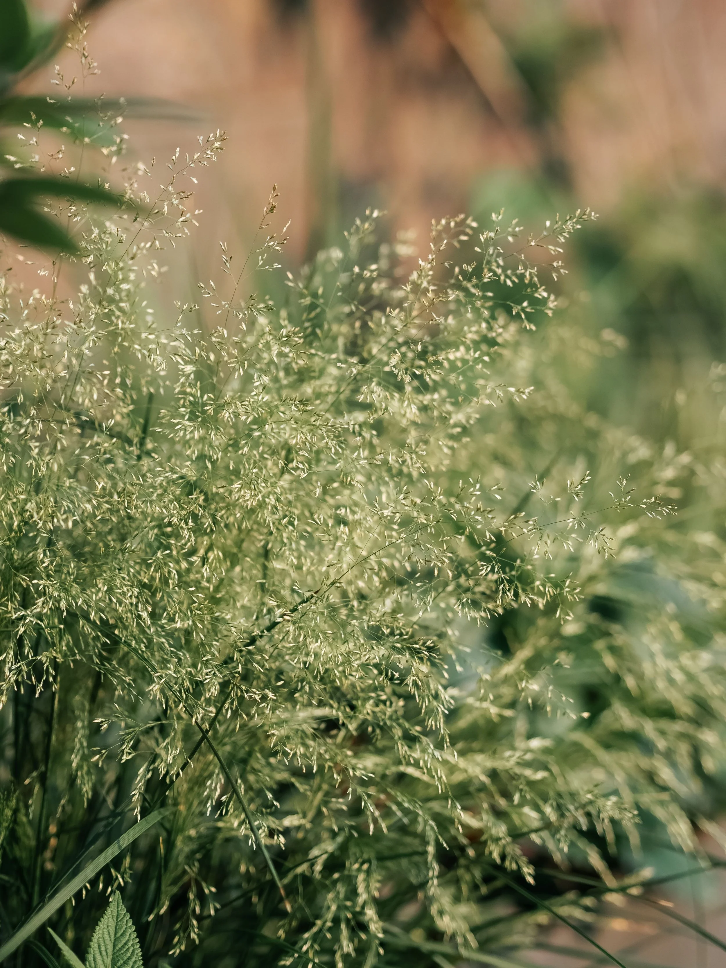 Close-up of green native grass with thin, delicate flowering stems, out of focus background.
