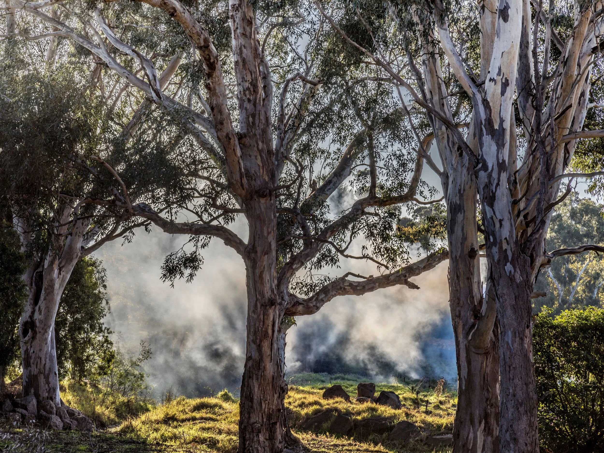 Group of tall native trees with peeling white and brown bark, surrounded by green grass and rocks, under sunlight with some smoke or fog in the background.