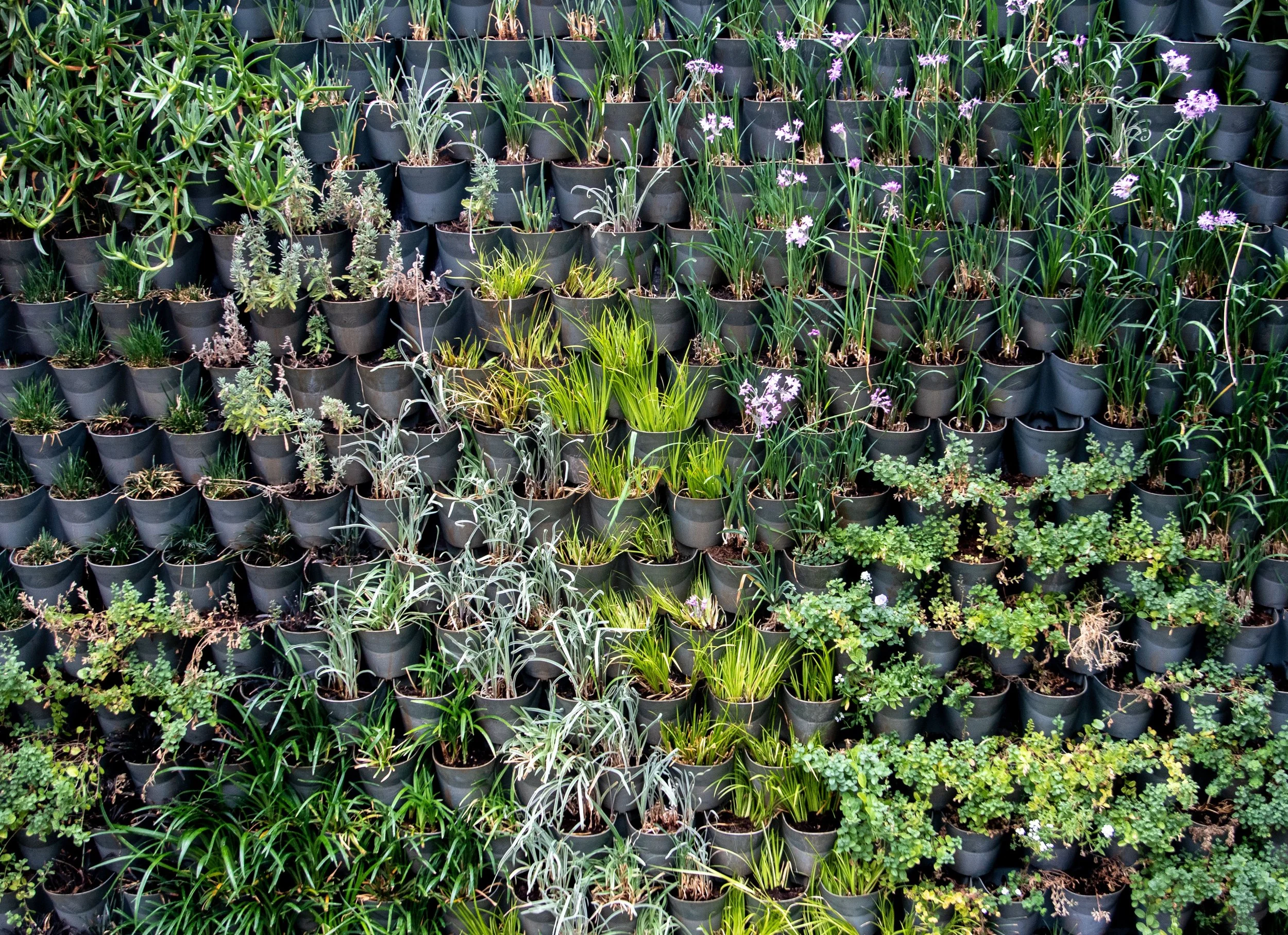 A vertical garden wall of black plant pots filled with various green and purple flowering native plants in a garden or nursery setting.