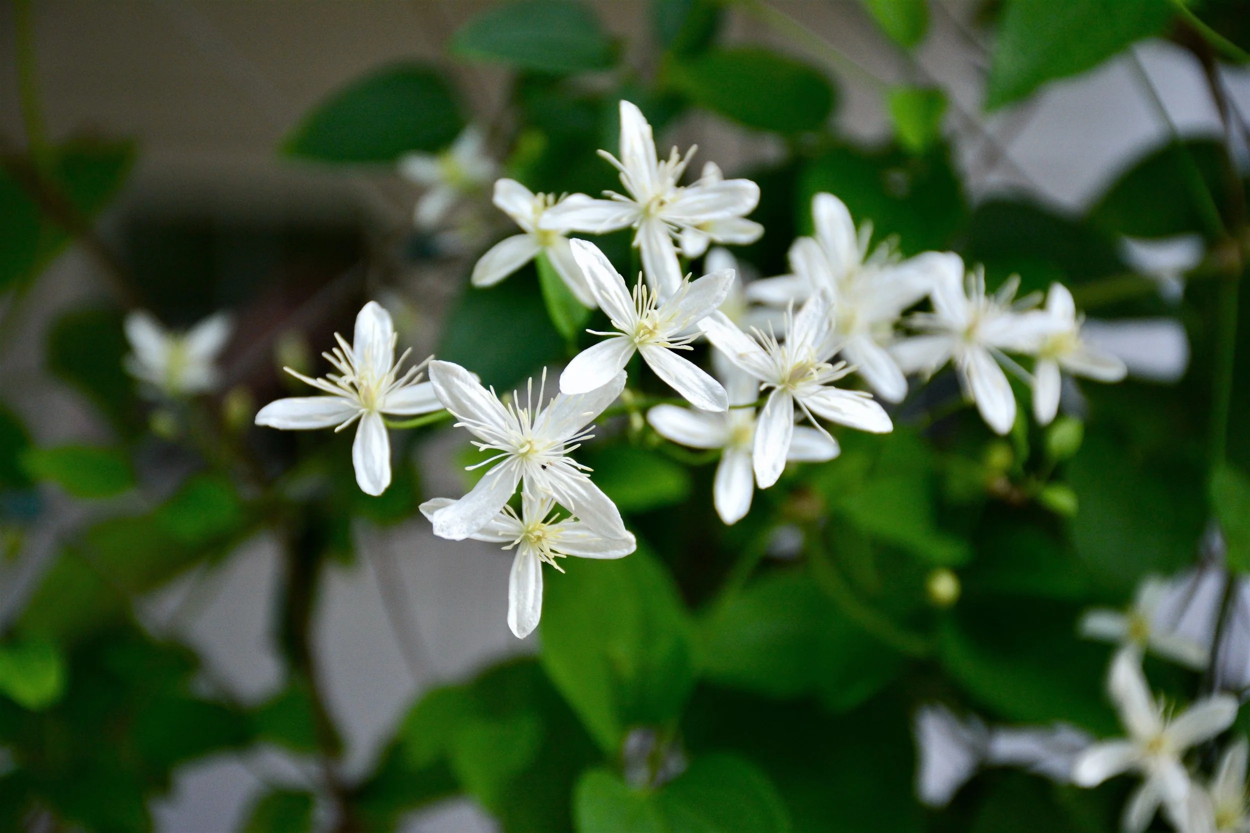 Close-up of a native plant with white flowers and green leaves.