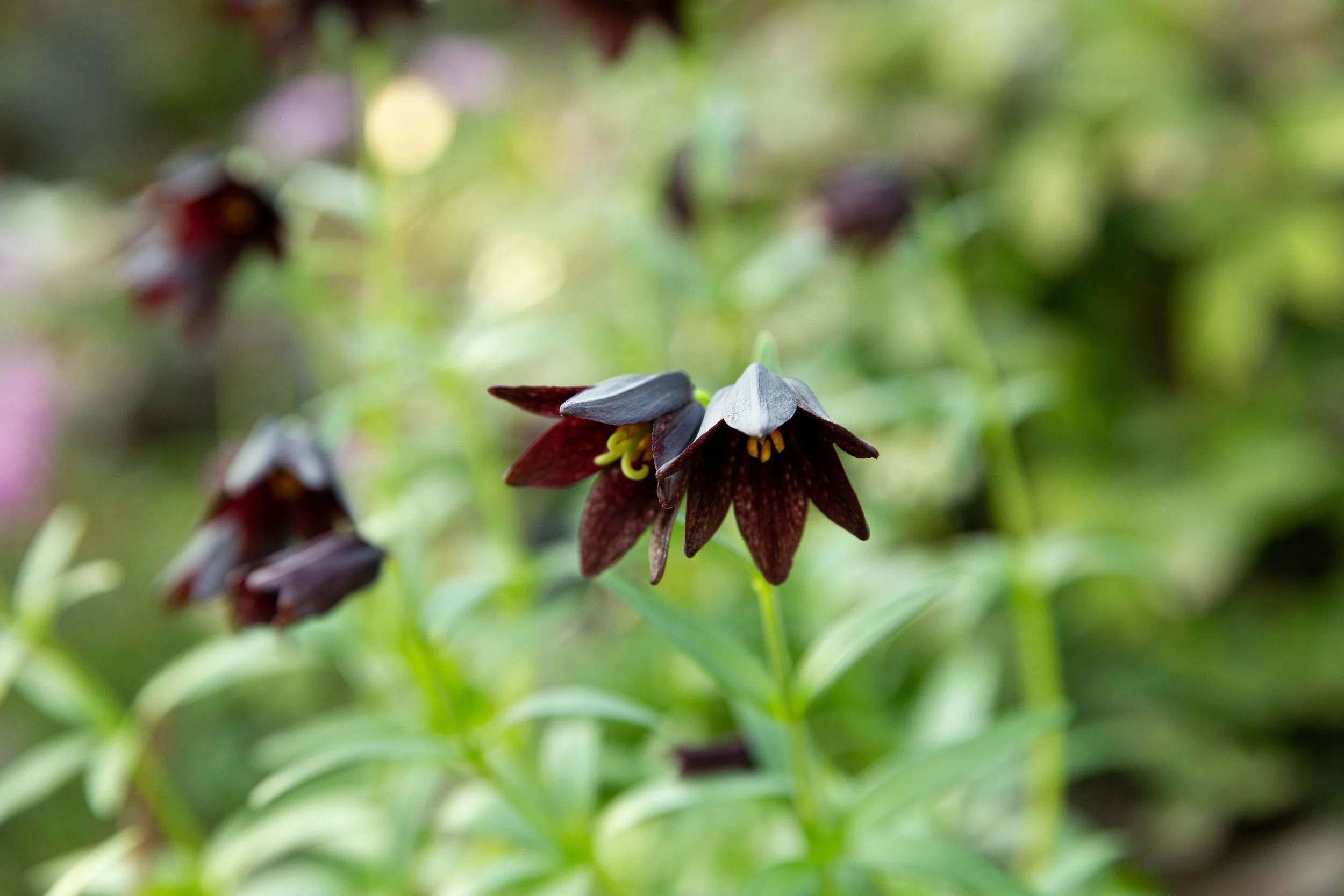 Close-up of a native plant with dark purple flowers with yellow stamens, surrounded by green foliage.