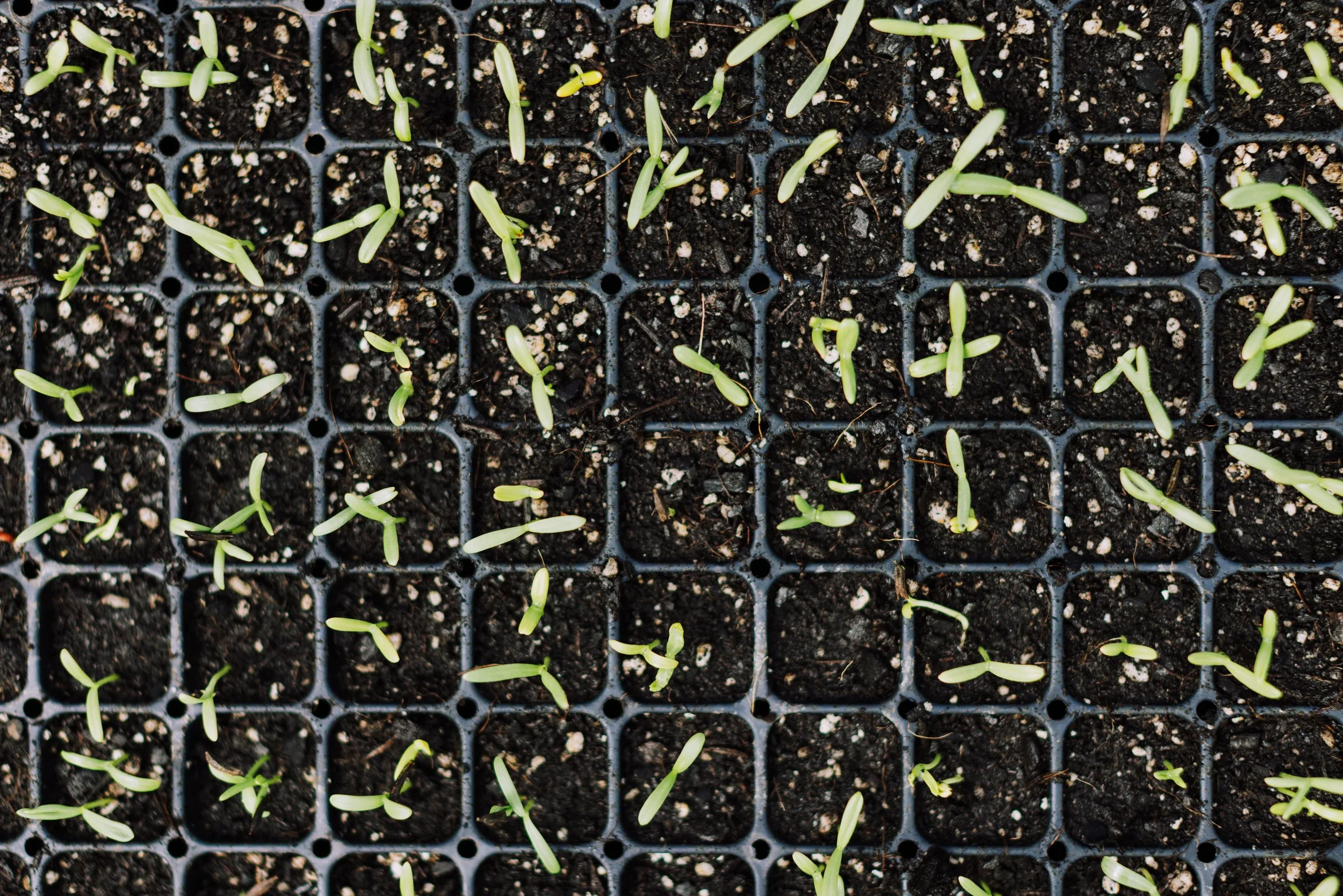 Green native plant seedlings growing in individual black square pots filled with soil, arranged in a grid pattern.