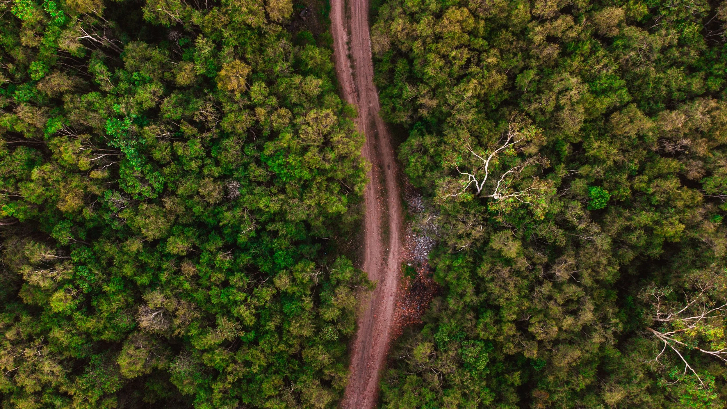 An aerial view of a dirt trail running through a dense green forest of native plants.
