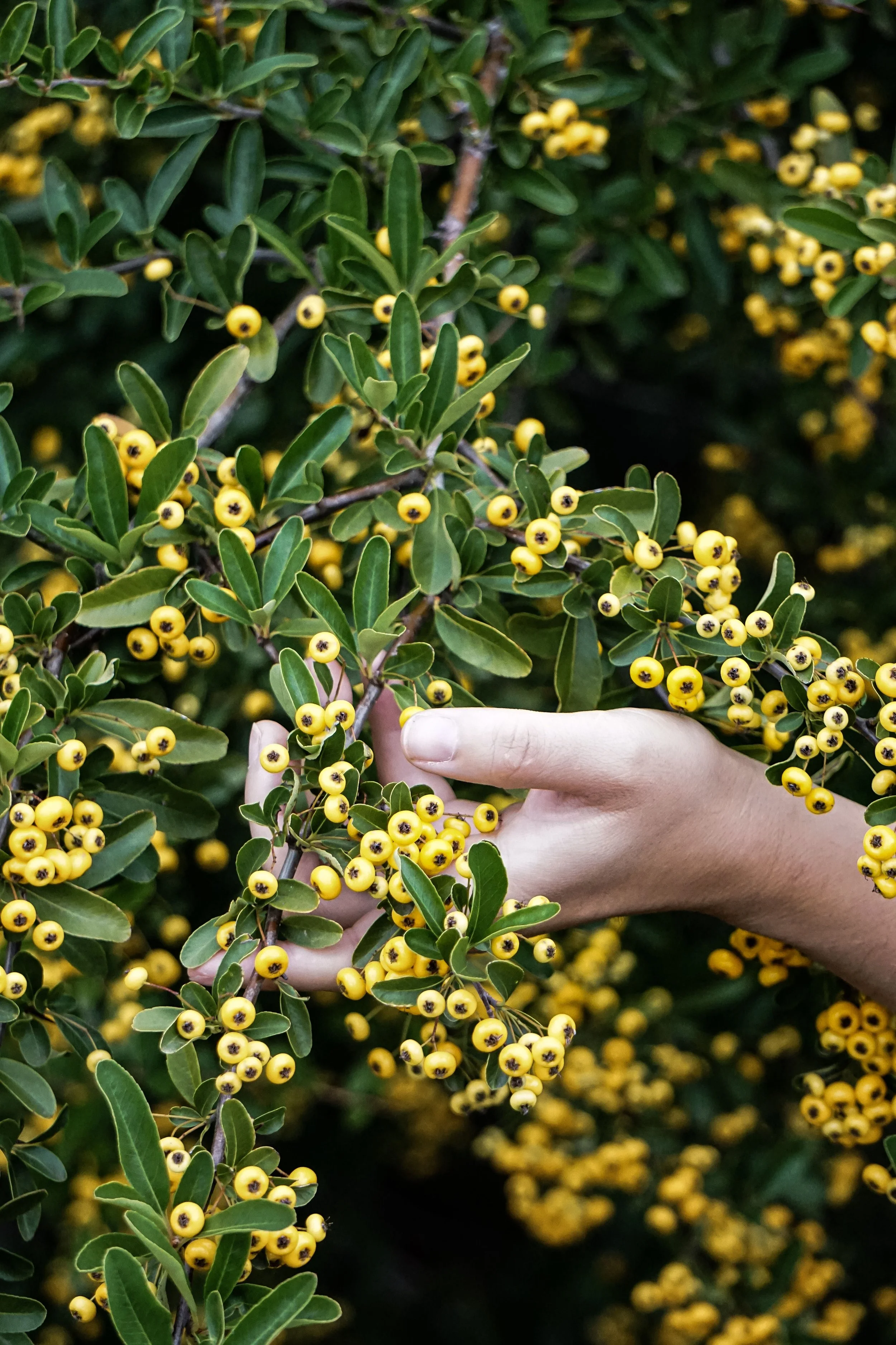 Close-up of a hand holding a branch from a native plant with small yellow berries and green leaves, dark green foliage background.