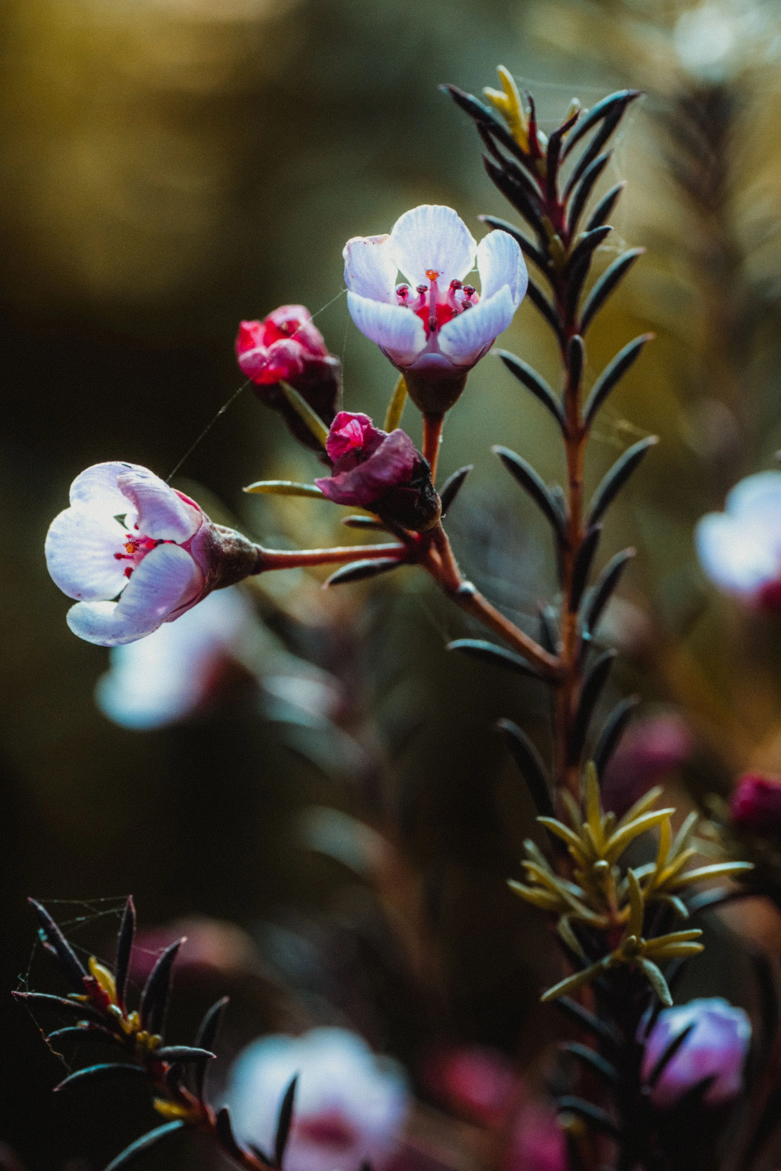 Close-up of pink and white flowers on a native plant with purple accents on a dark background.