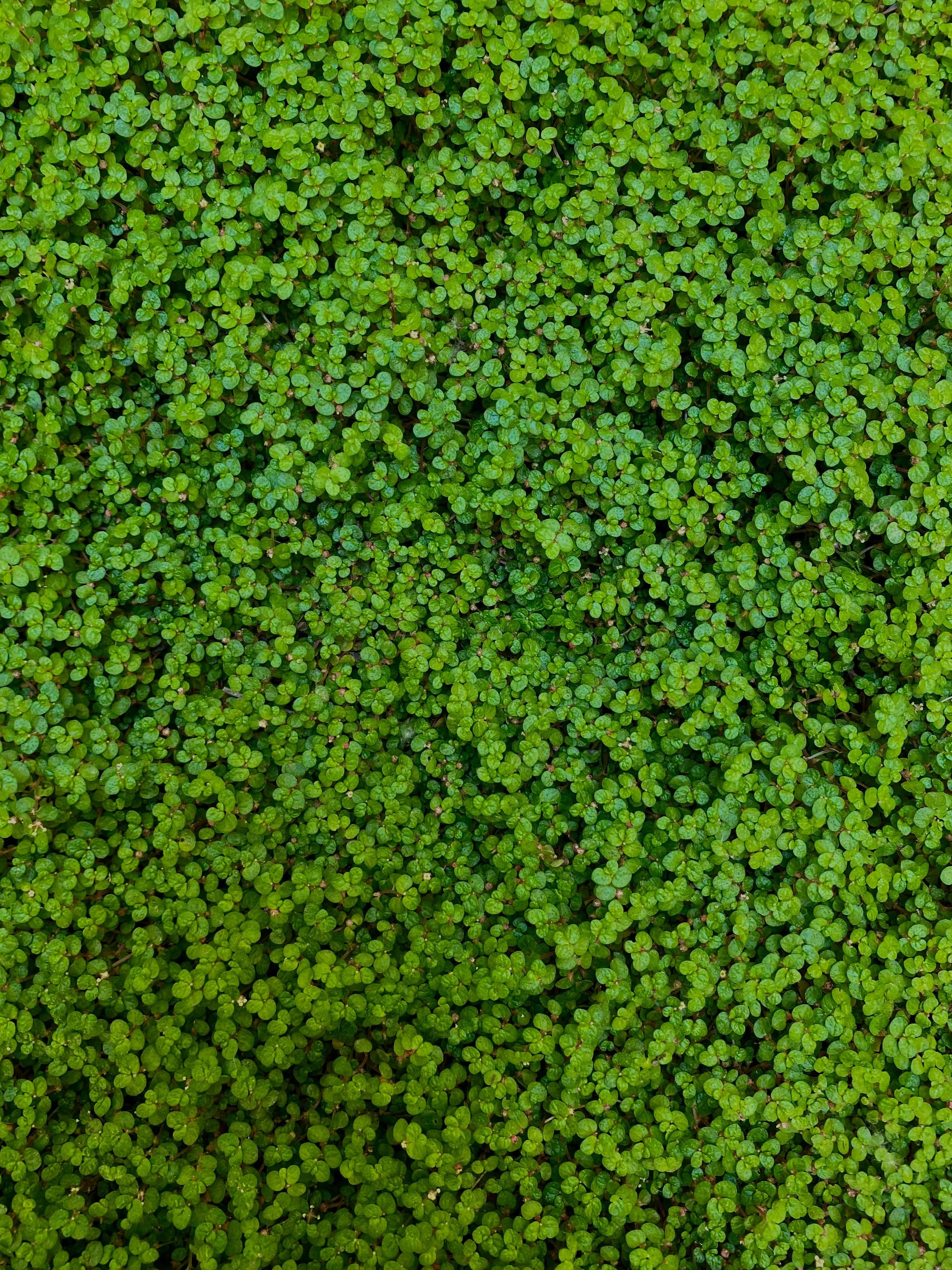 Close-up of dense, green clover leaves covering the ground.
