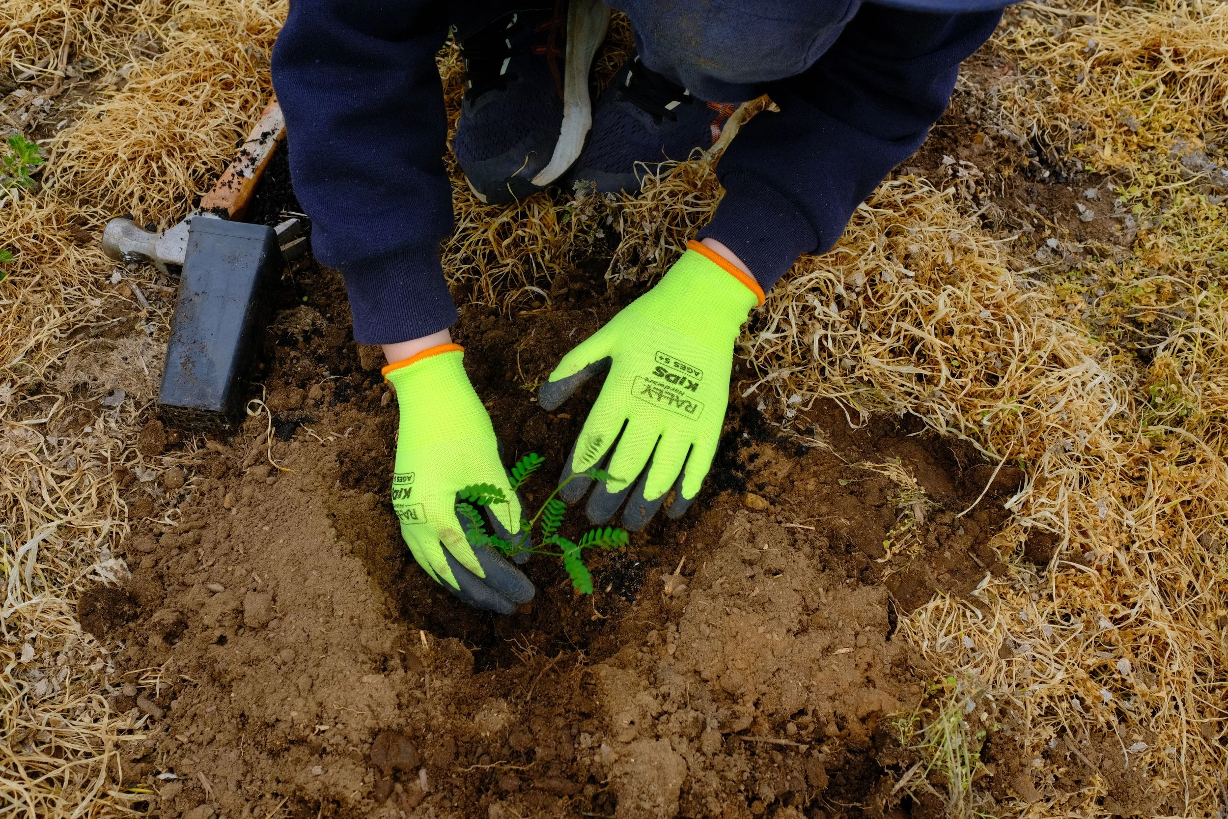 Child planting a small native plant seedling in the soil, wearing bright yellow gloves, dark hoodie, black sneakers, and kneeling on dry grass.