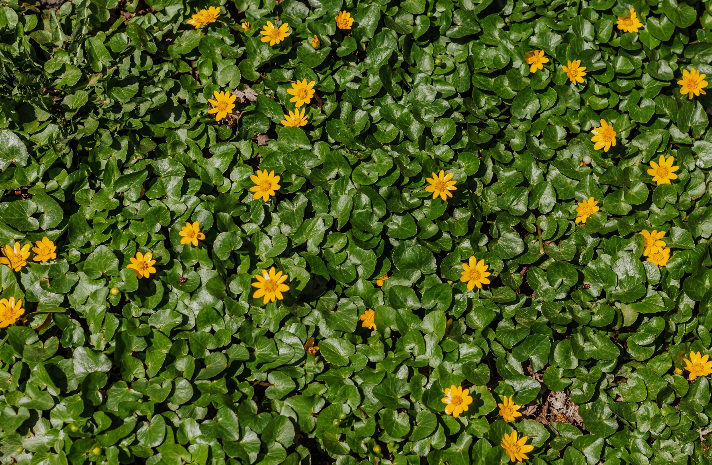 Green ivy leaves with scattered yellow flowers in a garden