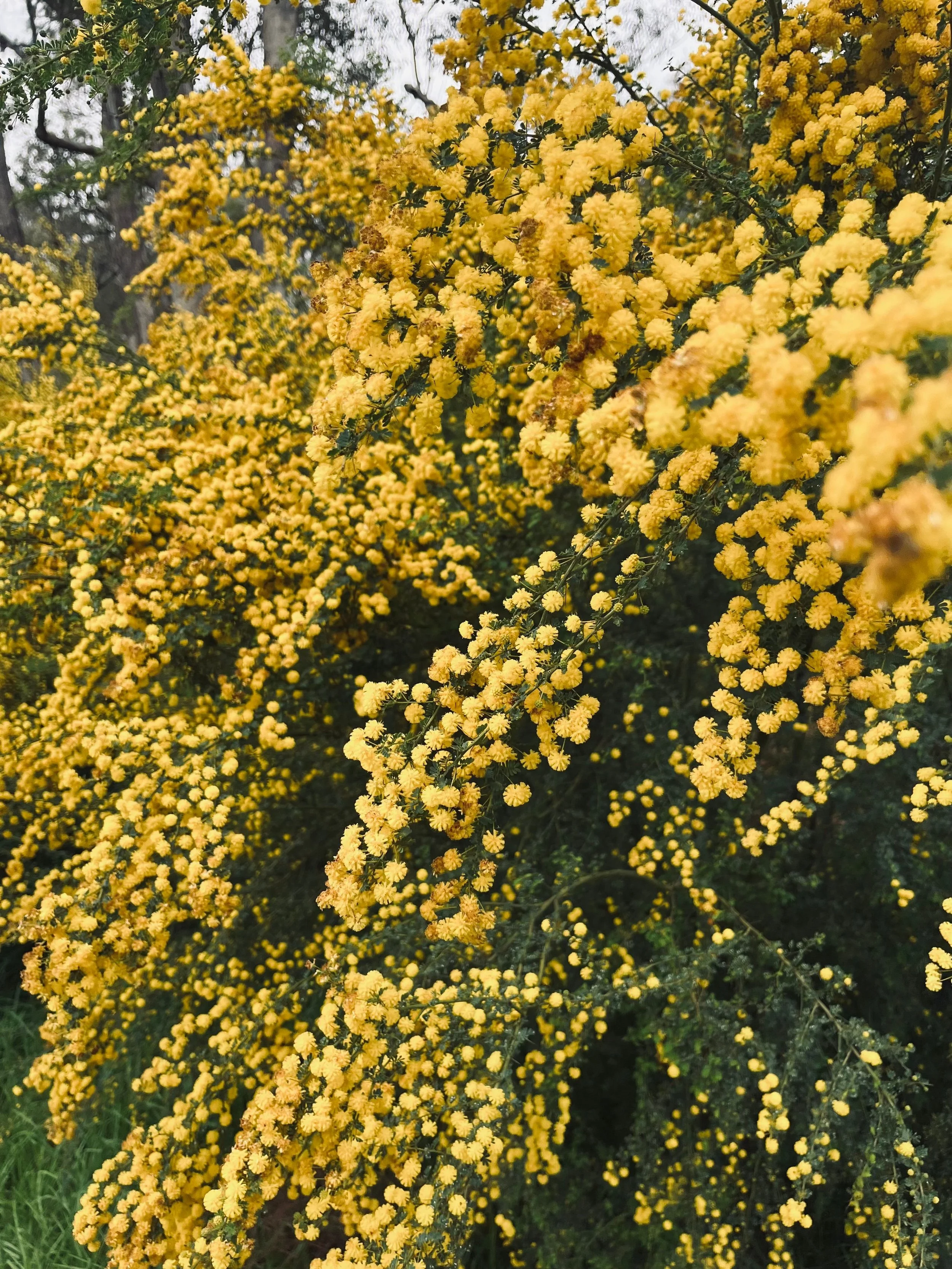 A dense cluster from a native plant with yellow flowers on bushes or shrubs, with some greenery visible at the bottom of the image, and overcast sky in the background.