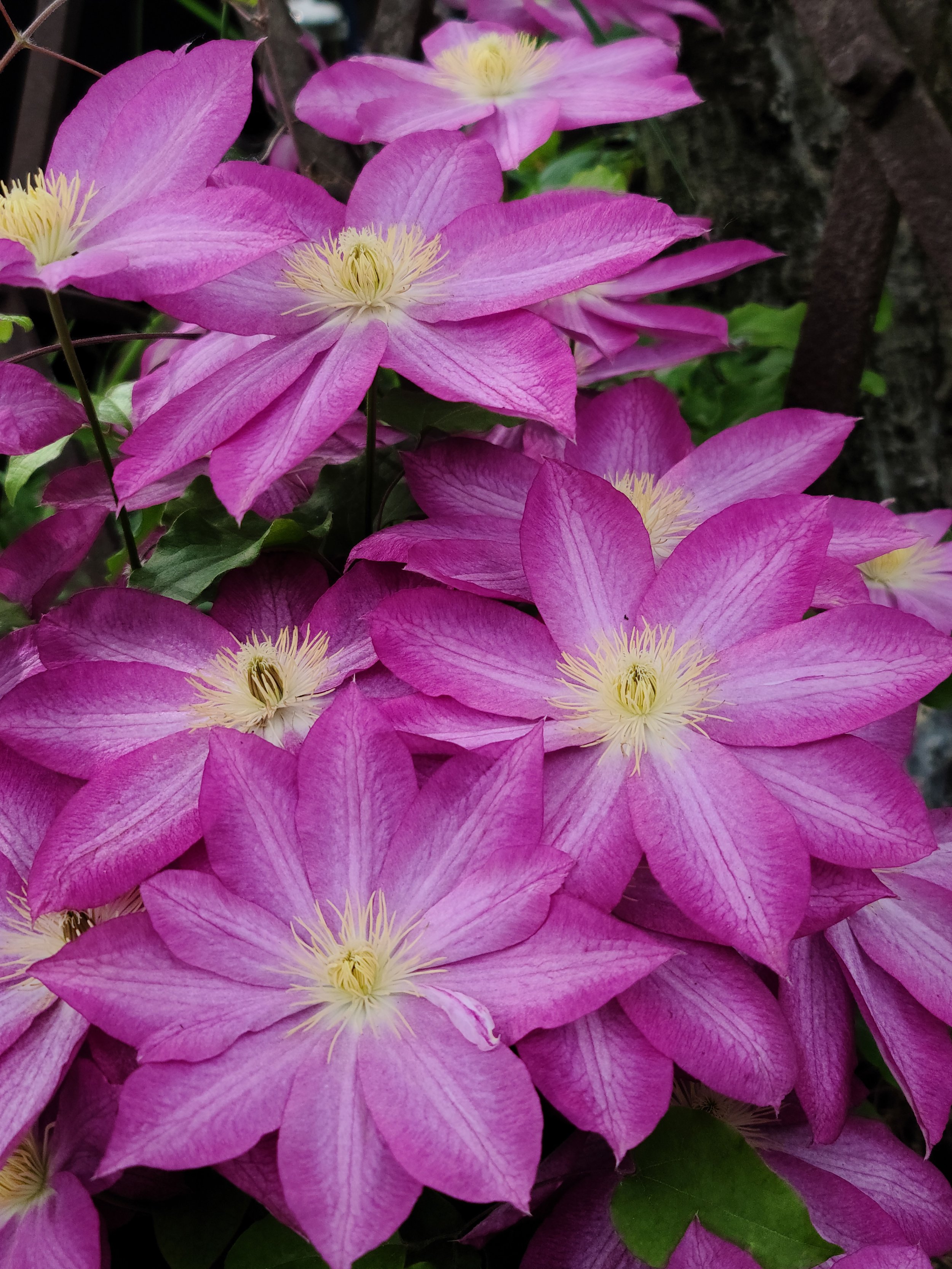 Close-up of native plant with pink flowers with white centers and green leaves.