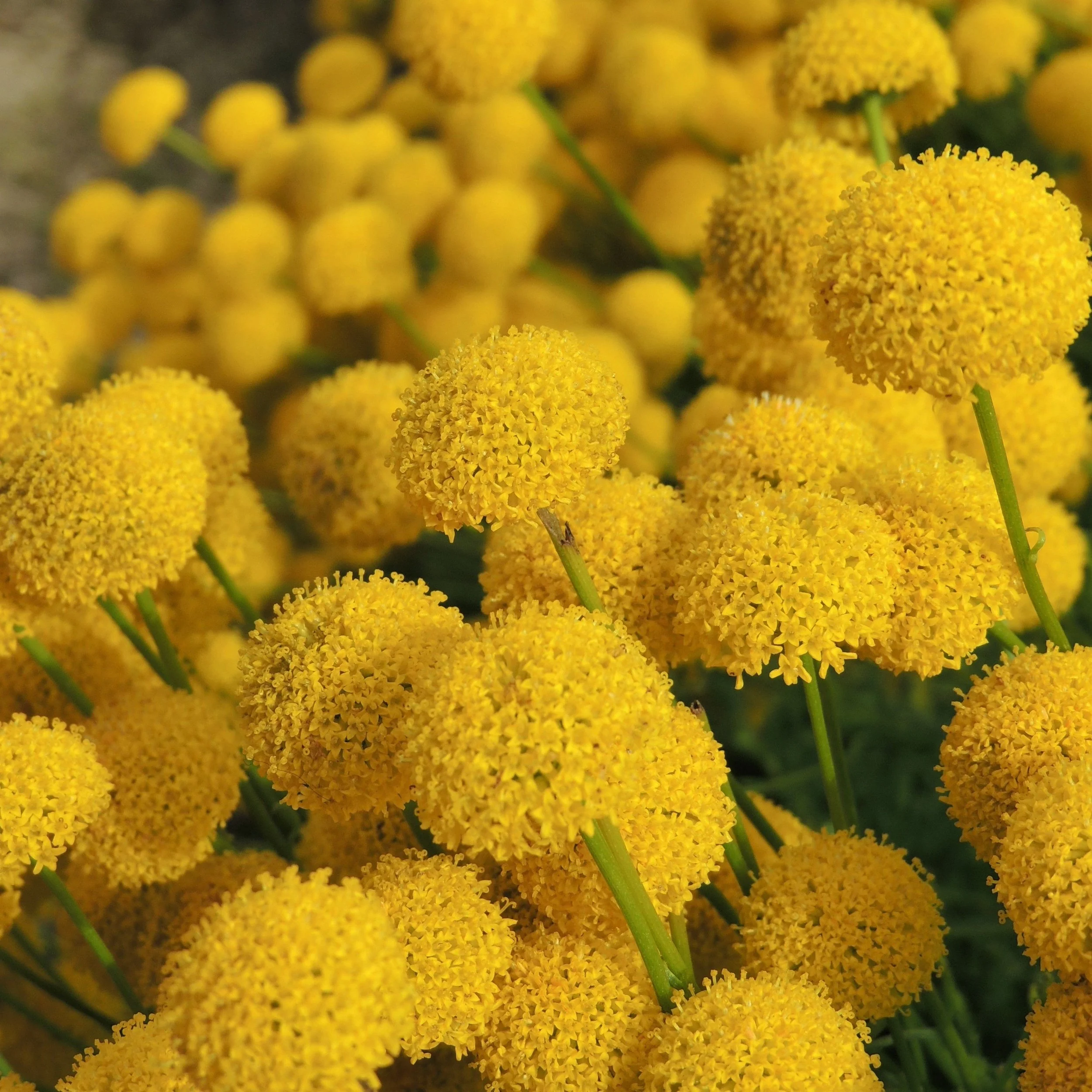 Close-up of Billy Buttons with bright yellow spherical flowers with tiny florets, some green stems visible in the background.