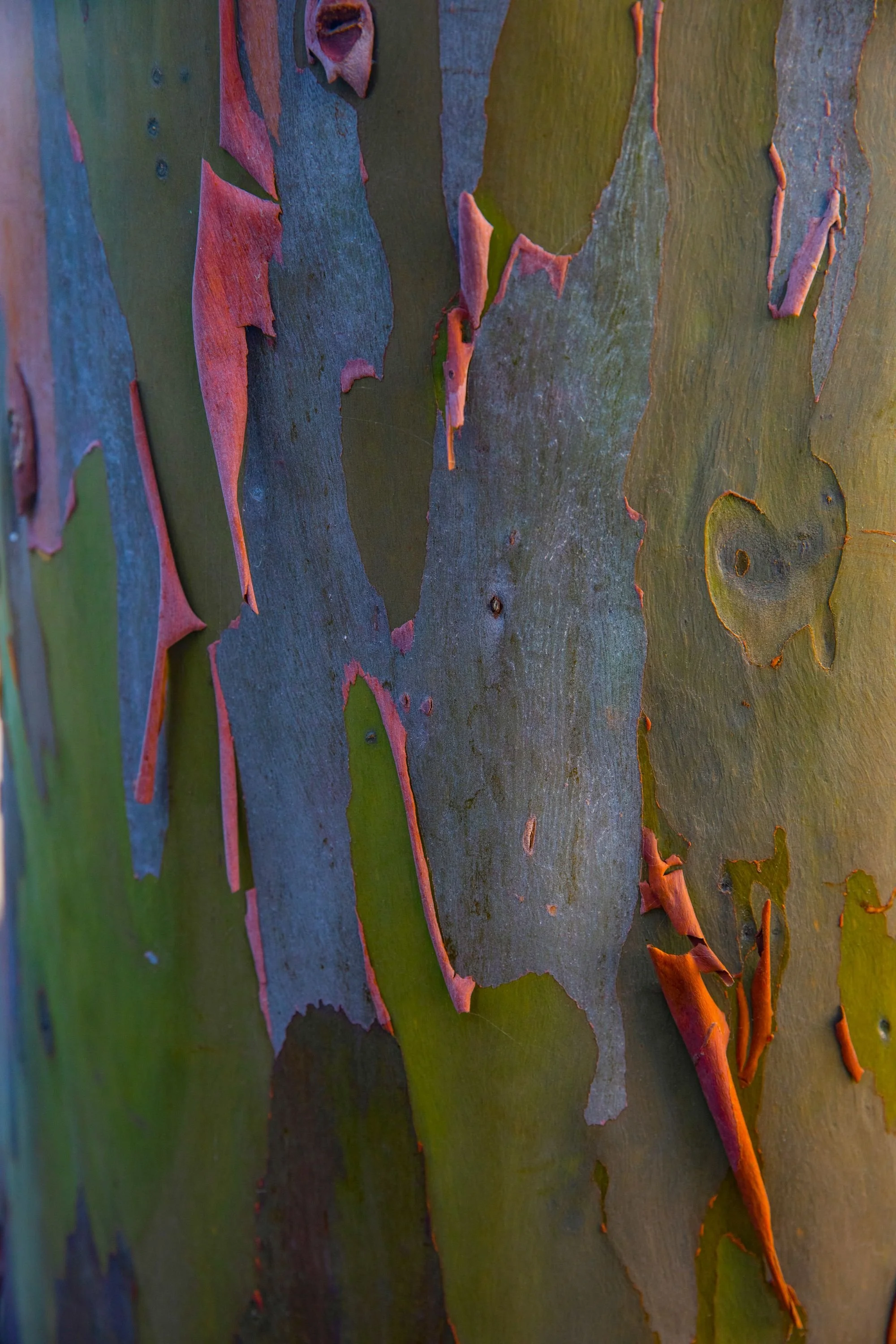 Close-up image of peeling multicolored bark of a native tree, revealing layers of pink, green, blue, and orange underneath.
