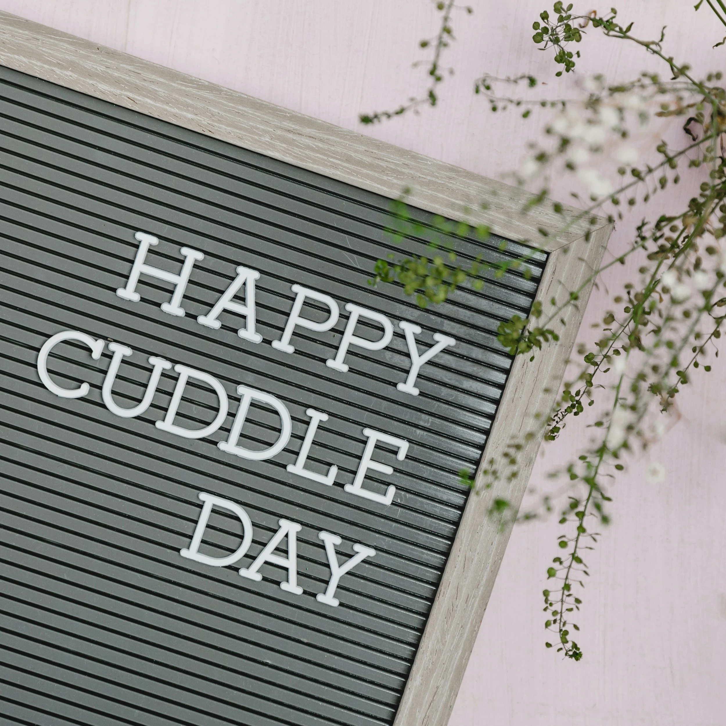Letter board with the message 'HAPPY CUDDLE DAY' in white letters, surrounded by green plants with small white flowers, set against a pink background.