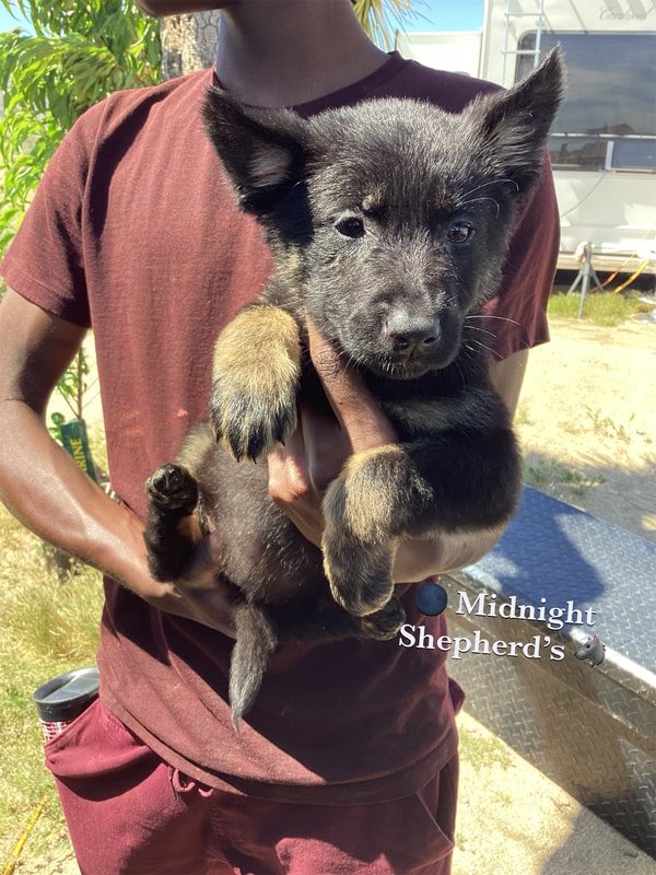 MidnightShepherdPuppies