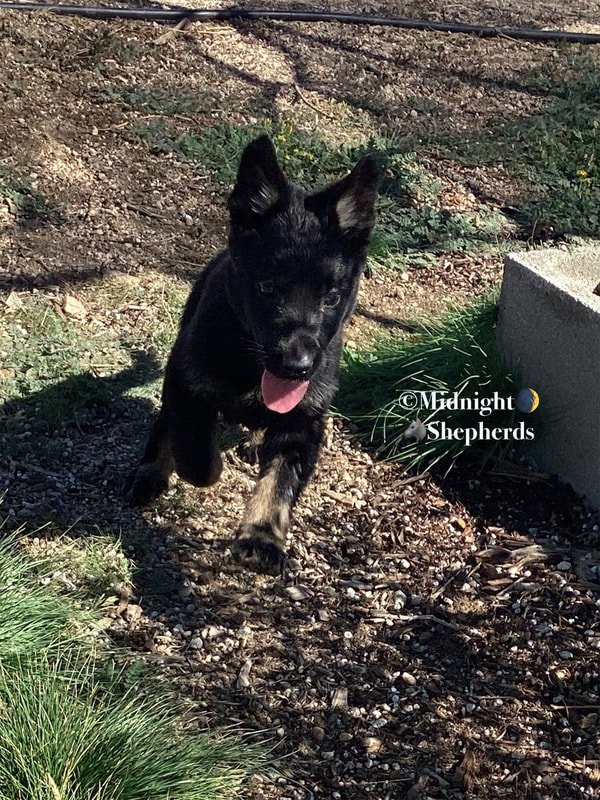 MidnightShepherdPuppies