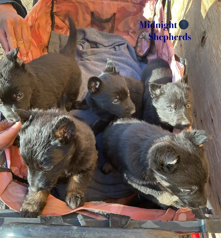 MidnightShepherdPuppies