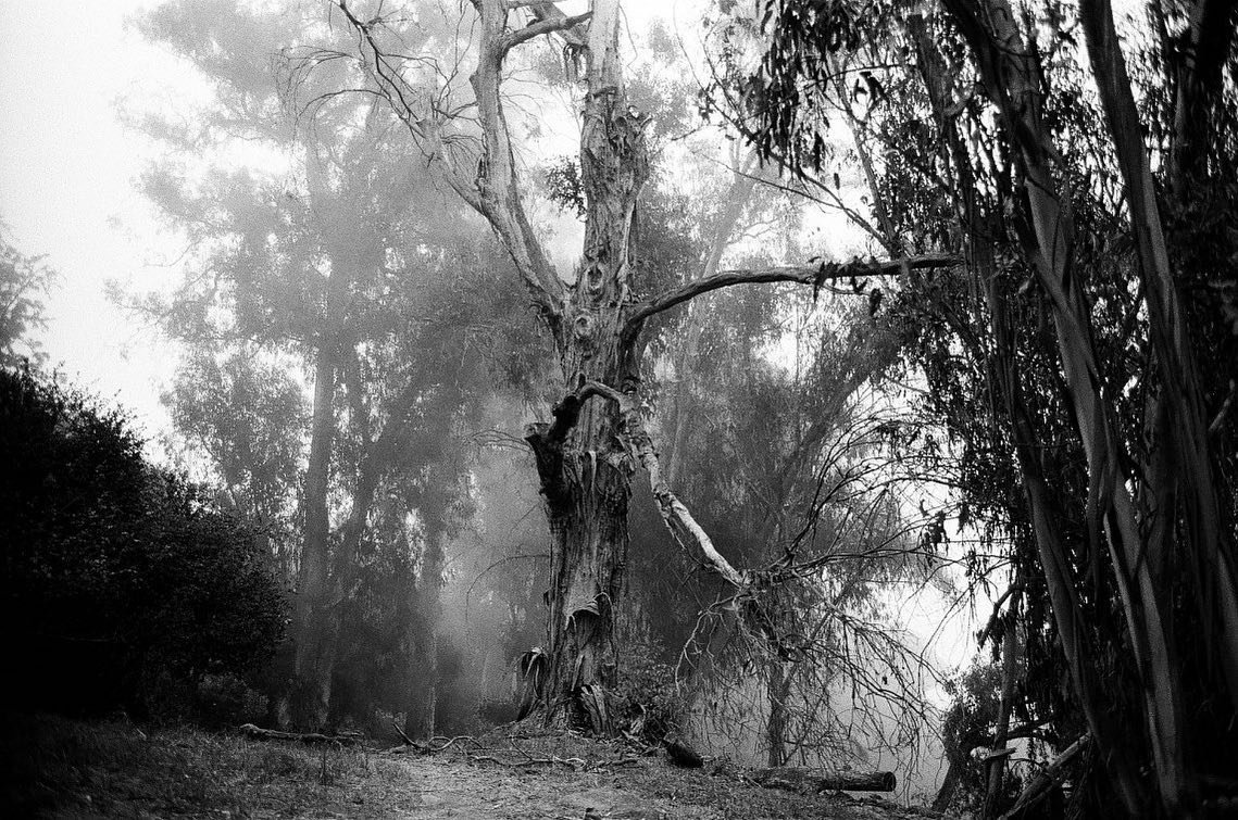A large, weathered tree with broken branches in a foggy forest, black and white photo. Film photography by Jason Corgan Brown. 