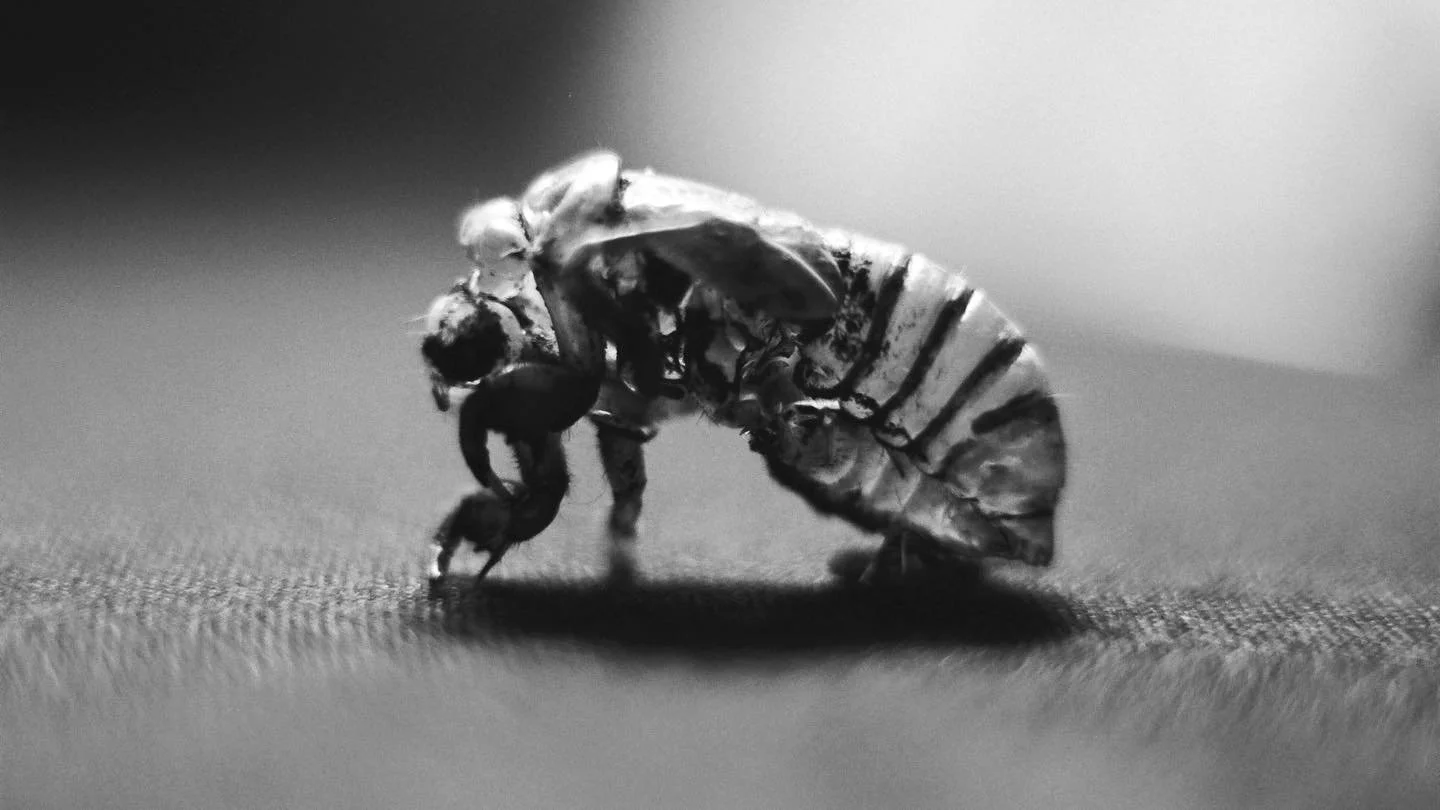 Close-up black and white photograph of a cicada emerging from its exoskeleton on a textured surface.