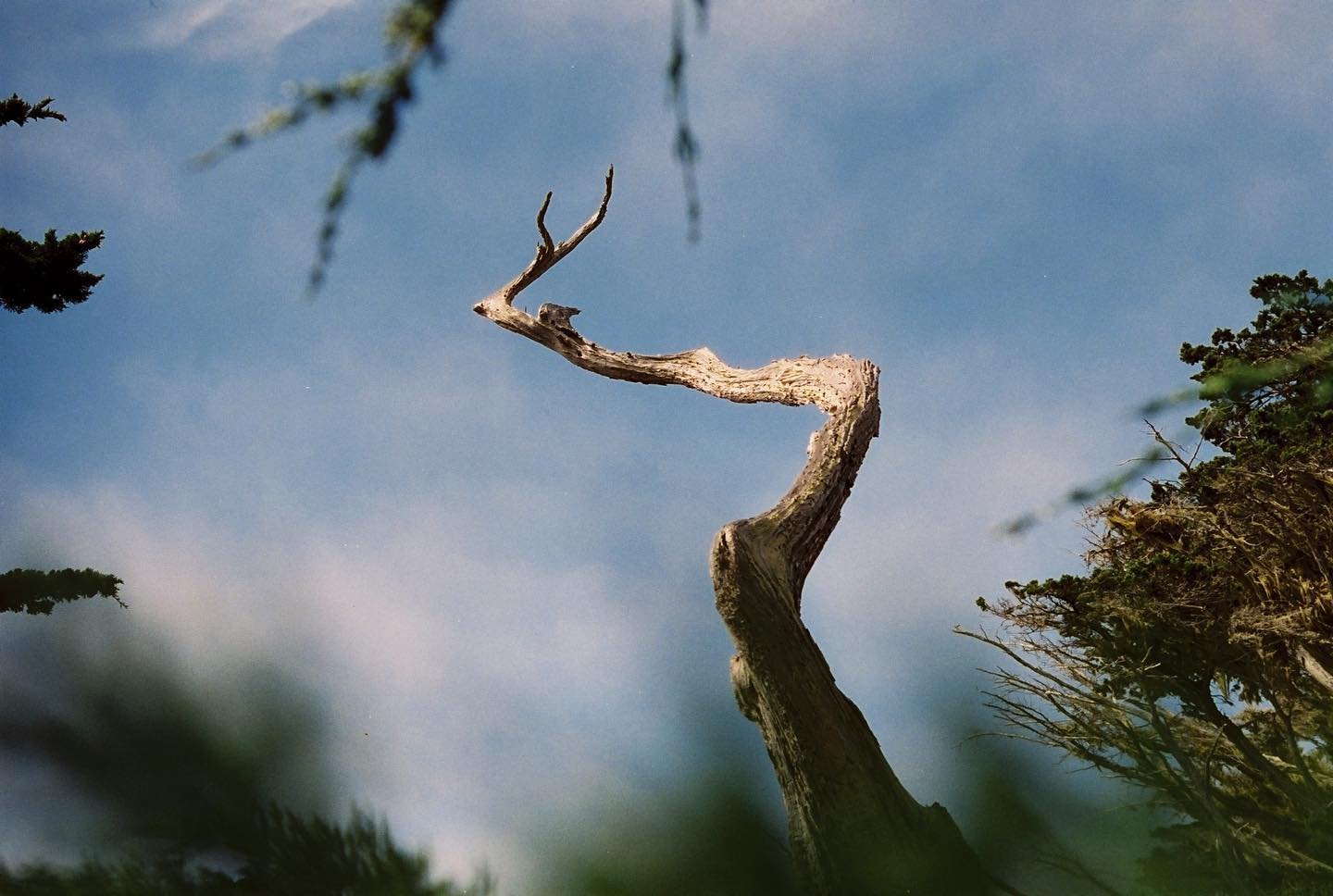 A twisted, weathered tree branch extending upward against a cloudy sky with green foliage framing the scene. Film photography by Jason Corgan Brown. 