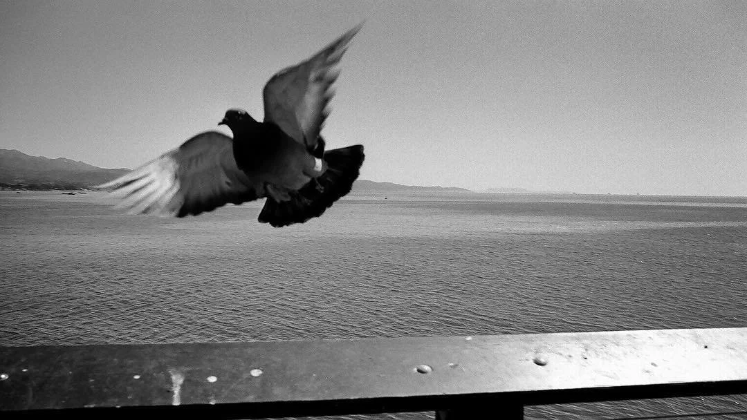 Black and white photo of a bird in flight over a body of water. Film photography by Jason Corgan Brown. 