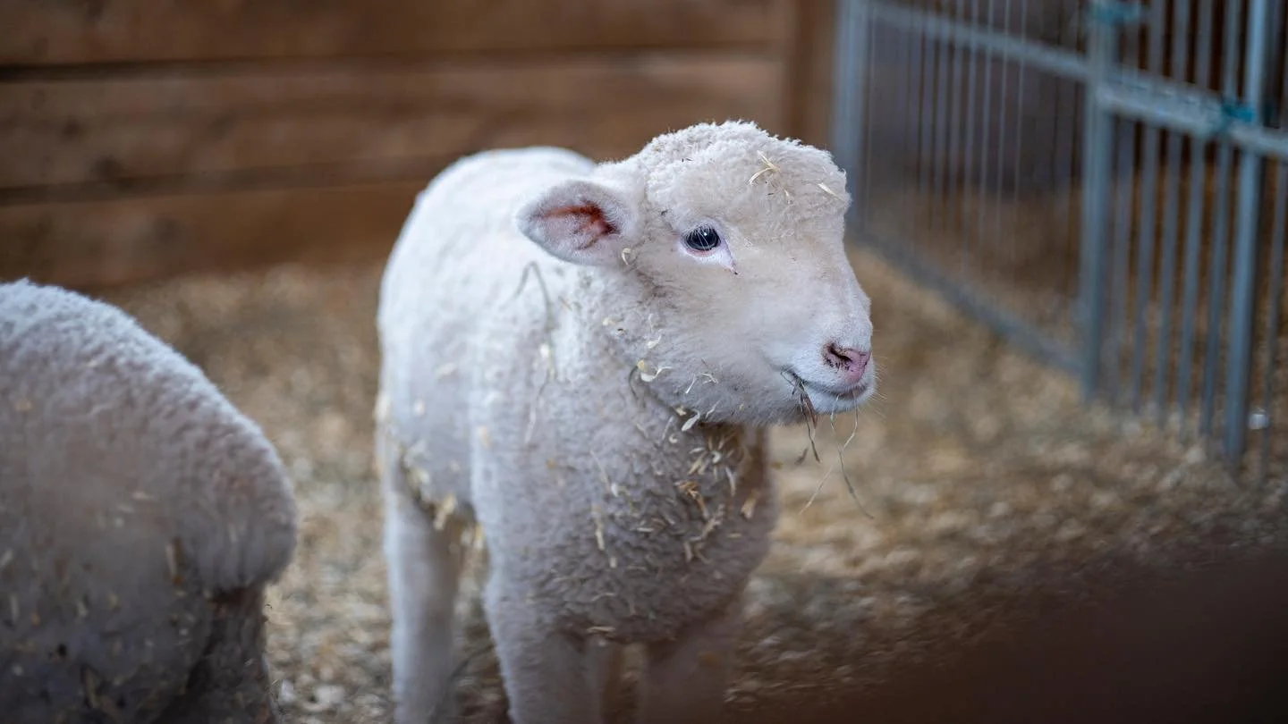 A young sheep standing in a barn with hay on its wool.