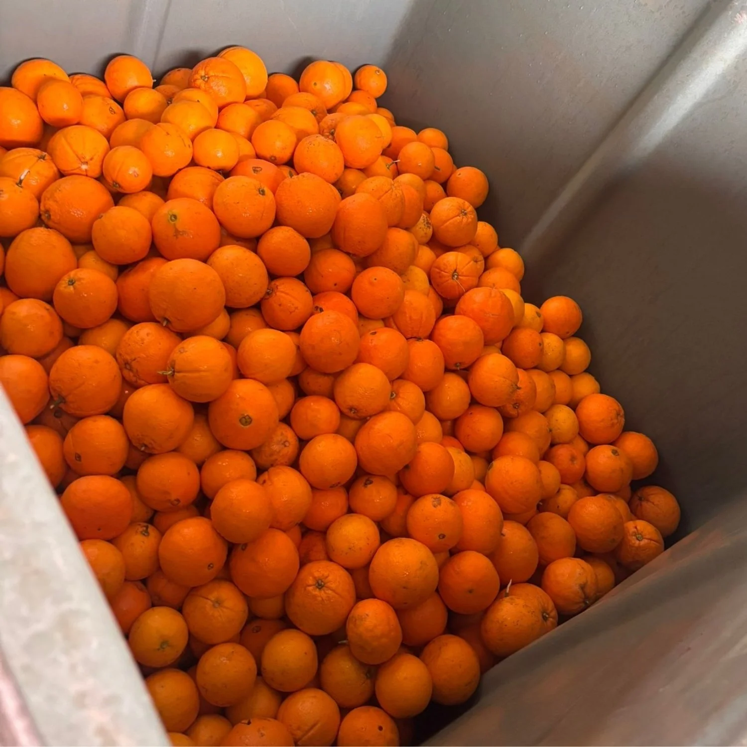 A large pile of small, bright orange oranges inside a metal container.
