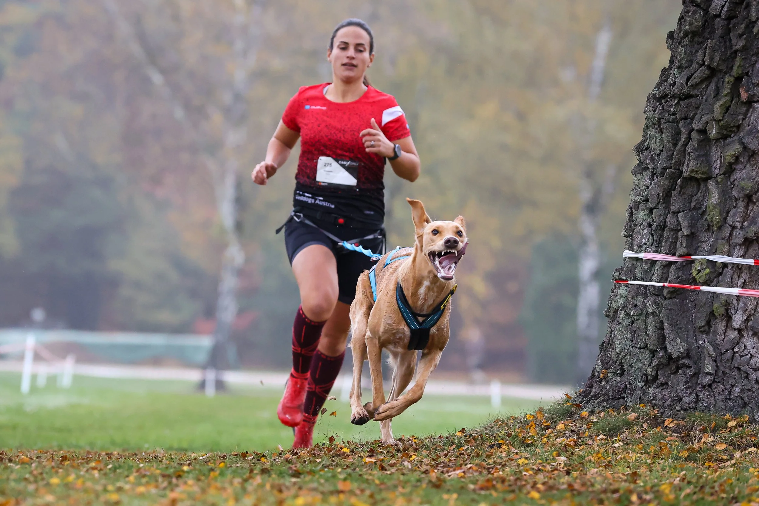 Dogsworld: Wettkampfvorbereitung im Canicross