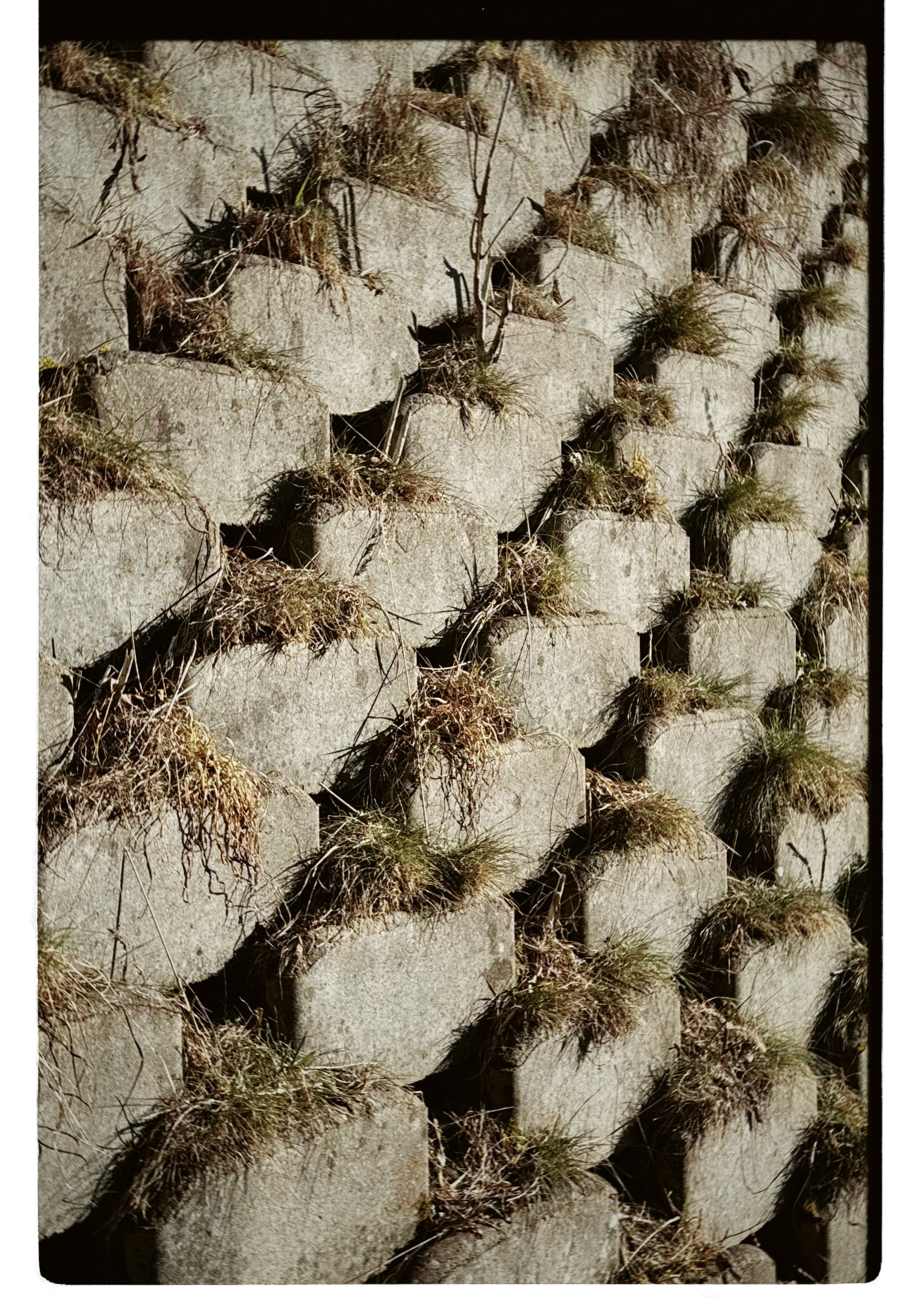 dblack 2025-03-18 174642.137.JPG