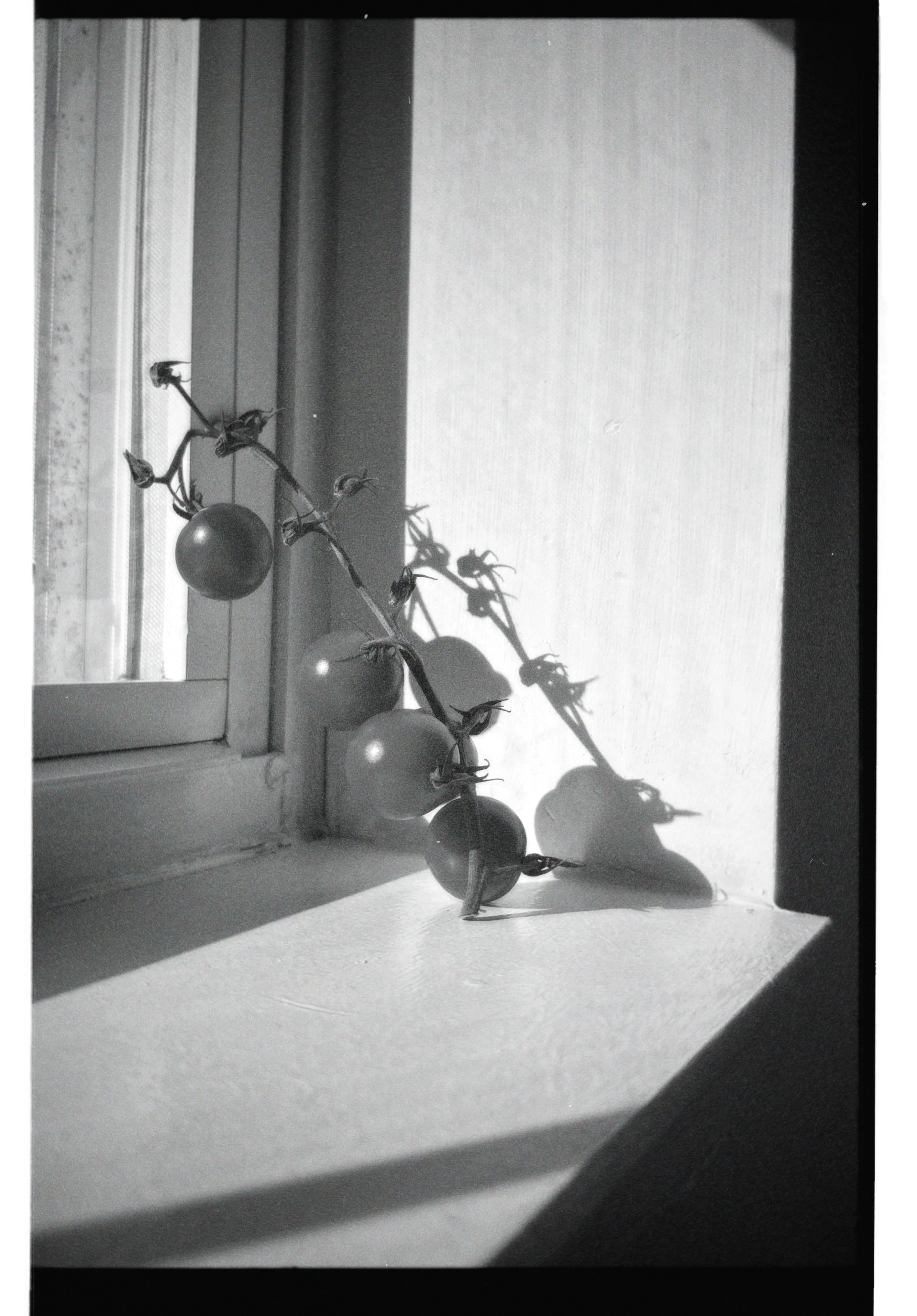 dblack 2025-02-01 151423.607.JPG