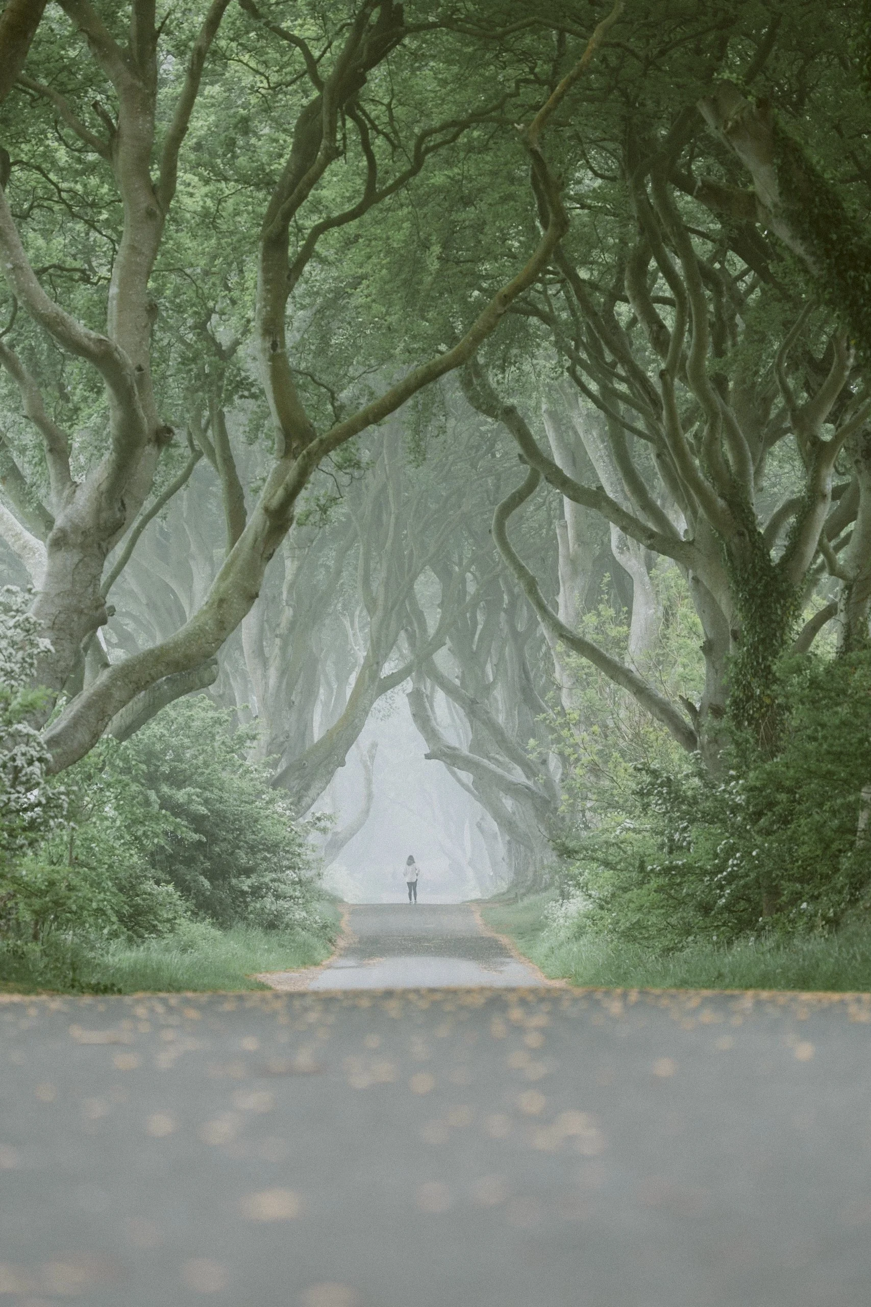 A person standing on a misty, tree-lined road with twisted, green-leaved trees arching overhead.