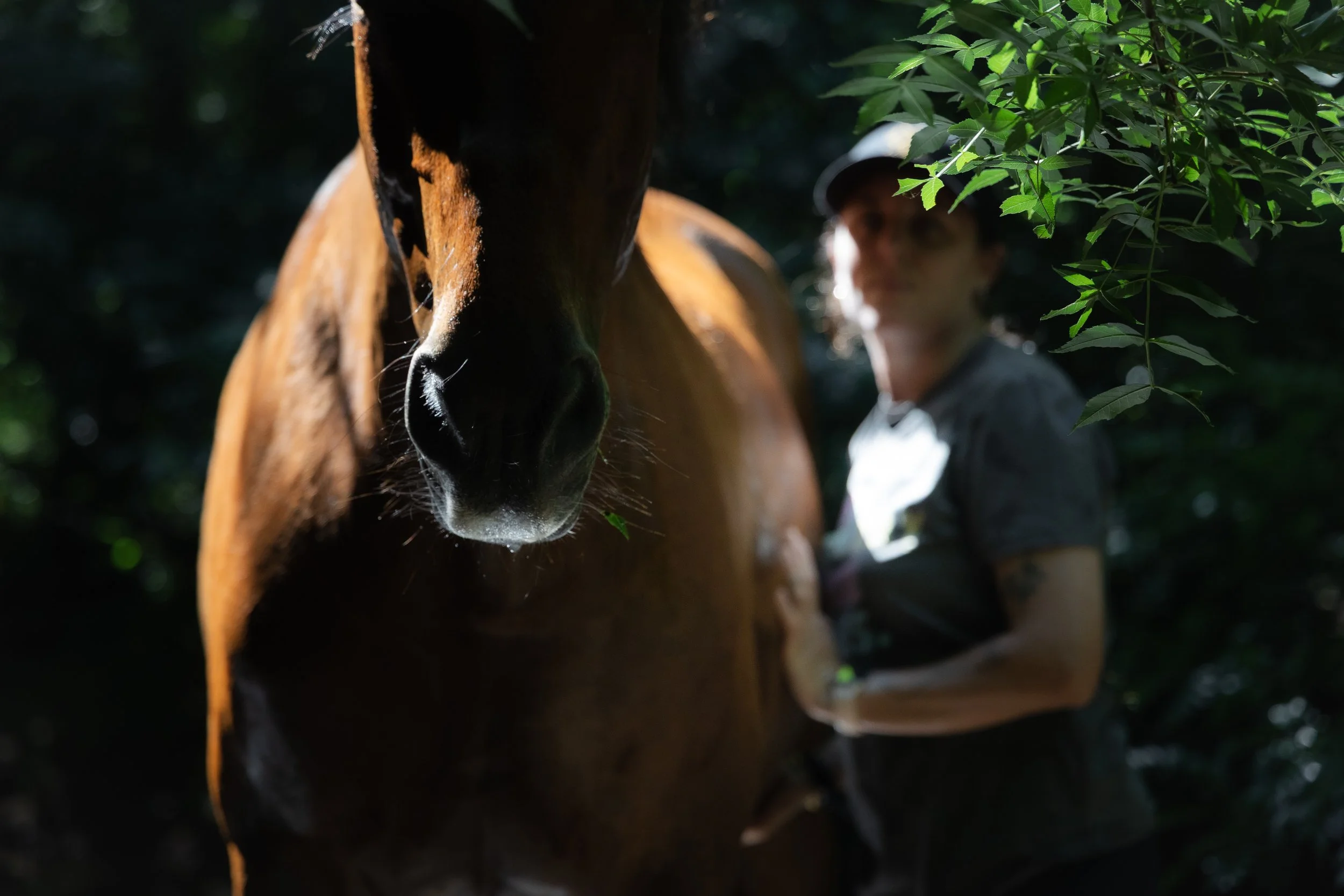 Une femme à côté d'un cheval brun dans une zone boisée et ombragée.