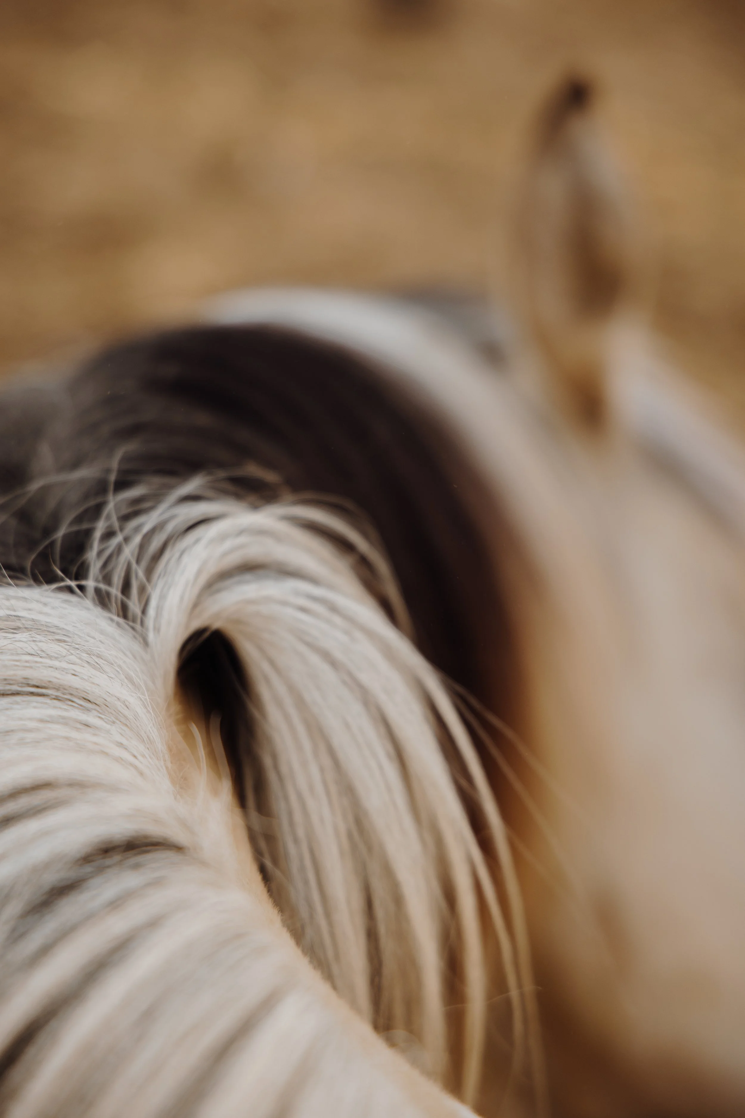Chevaux de Camargue-11.jpg