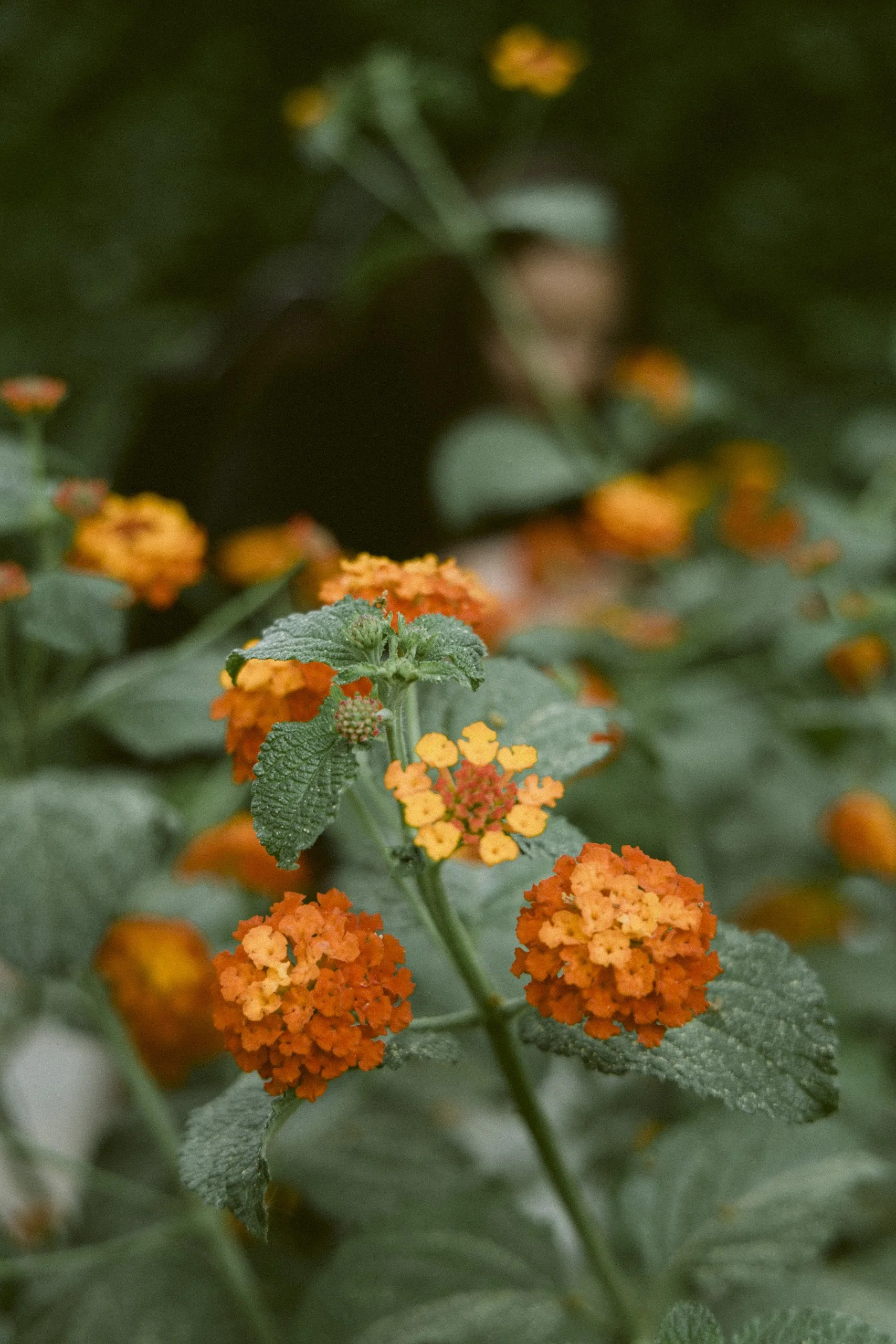 Close-up of orange and yellow lantana flowers with green leaves surrounding them, blurred background.