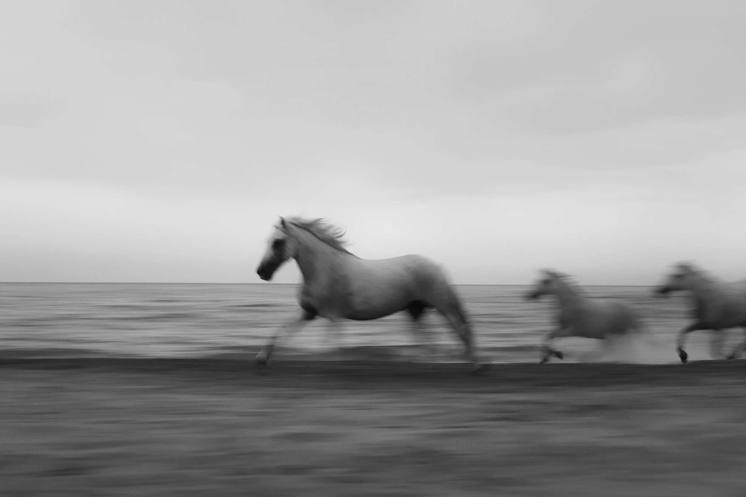 Camargue Chevaux-26.jpg