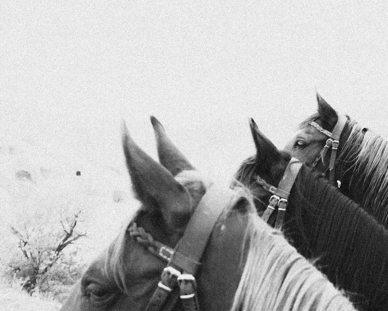 Two horses wearing bridles and blankets, facing away while riding through a snowy landscape with trees.