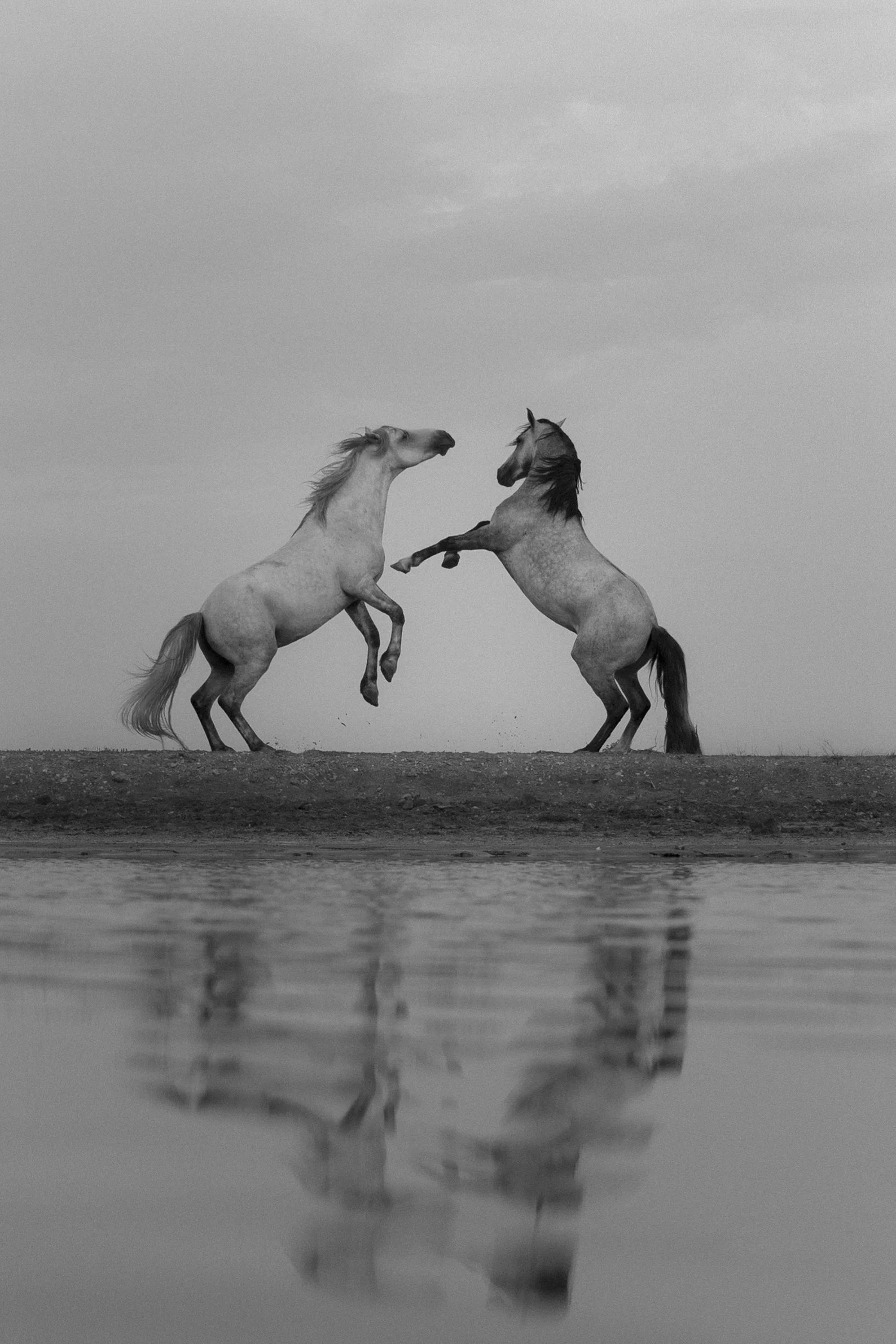 Two horses rearing up and fighting on a riverbank, with their reflections visible in the water below, in a black-and-white photograph.