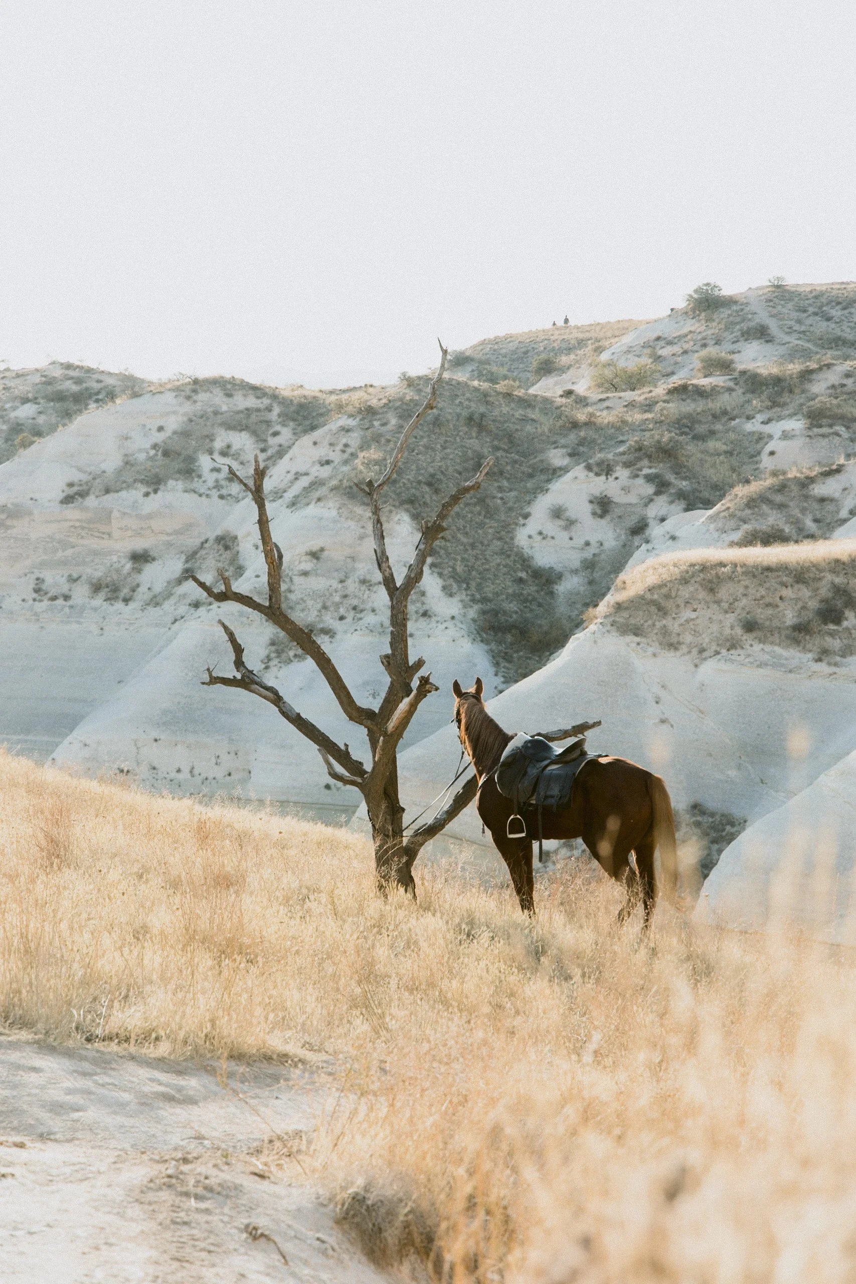 A brown horse with a saddle standing next to a leafless tree in a dry, grassy landscape with white rocky hills in the background.