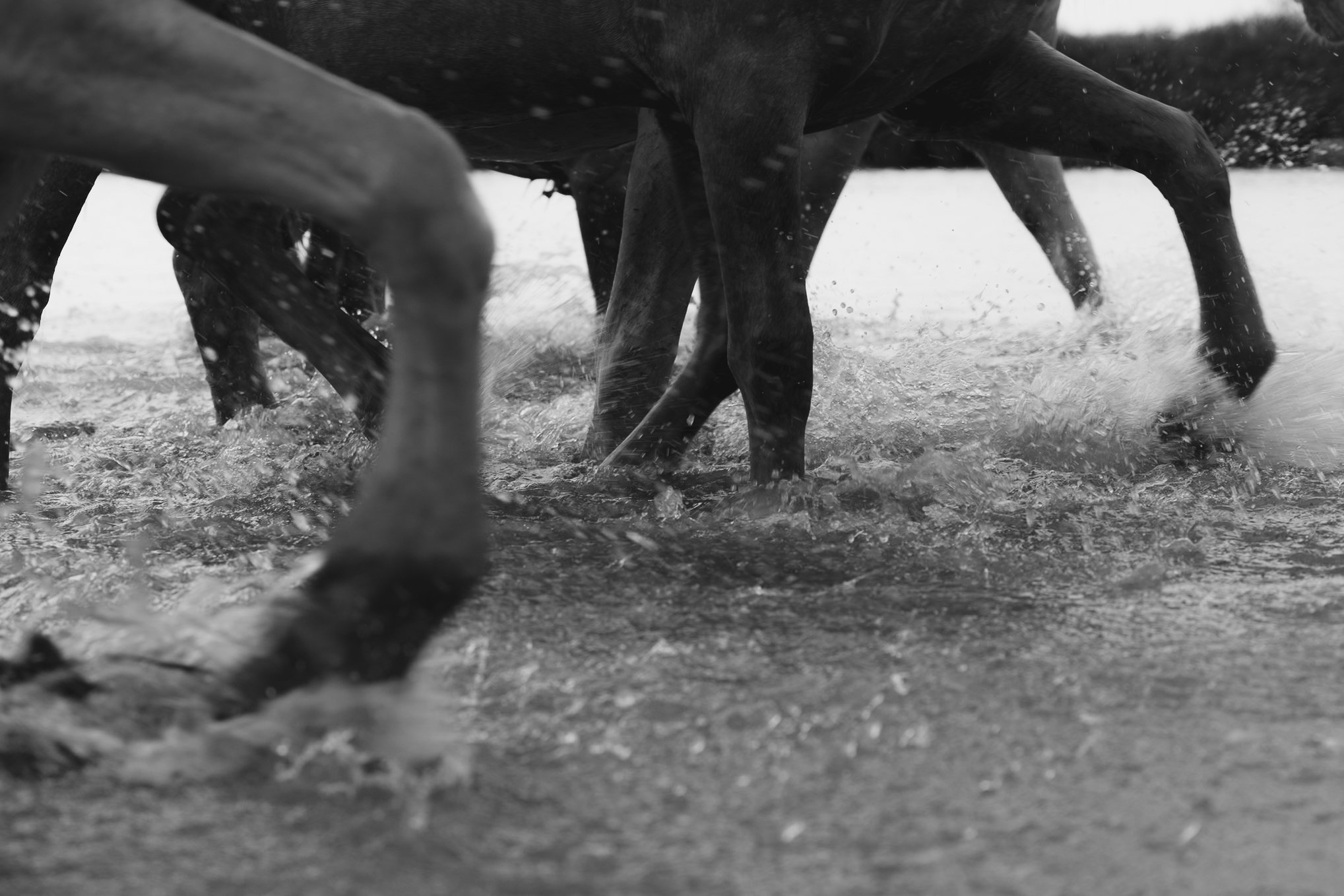 Multiple horses with their legs splashing water in a black and white photo.
