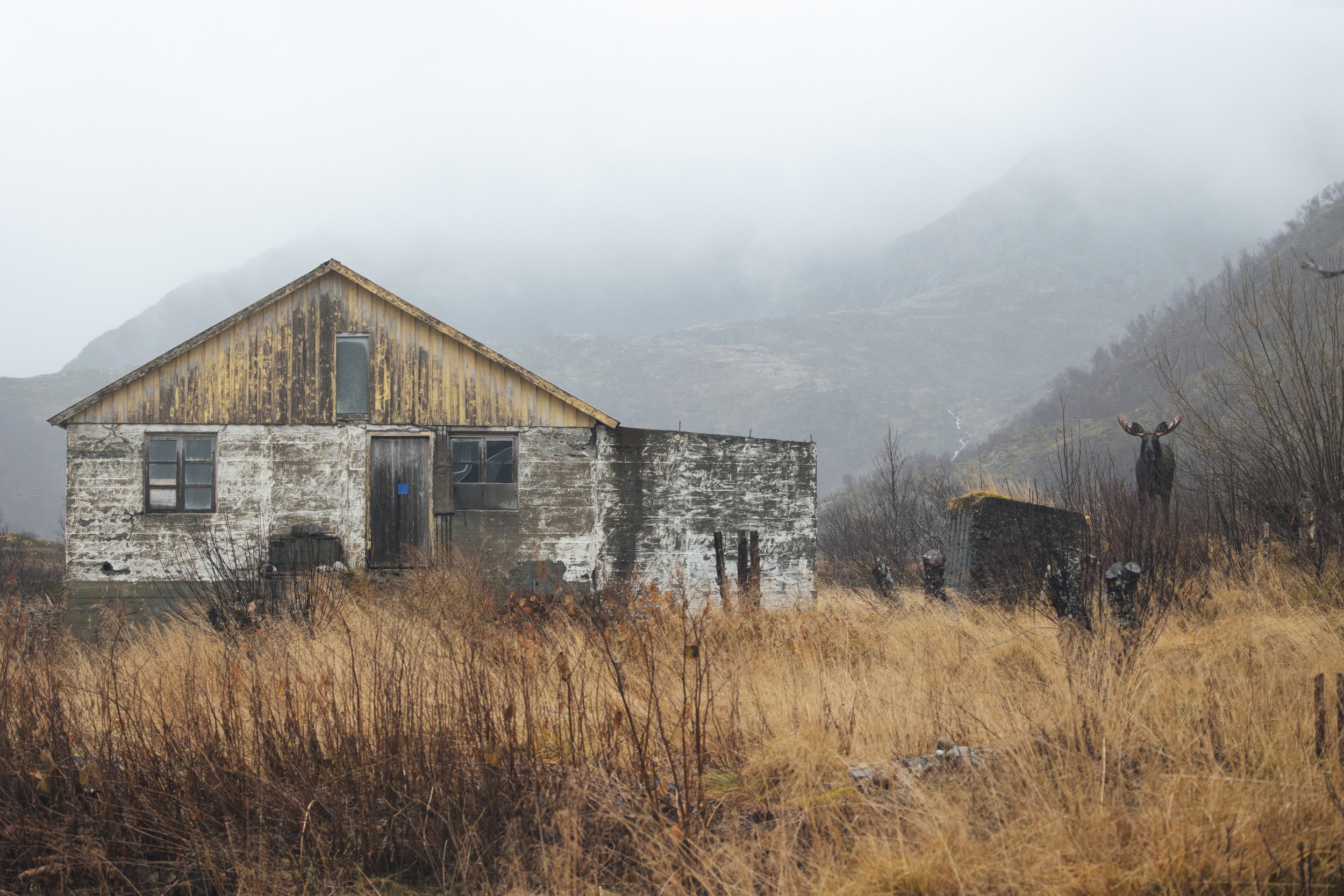 A weathered wooden house with peeling paint sits in a field of tall, dry grass, with mountains and fog in the background. A moose stands to the right of the house, partially obscured by bushes.