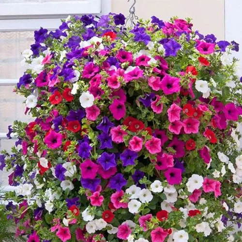 _0009_Petunia - Trailing1.jpg