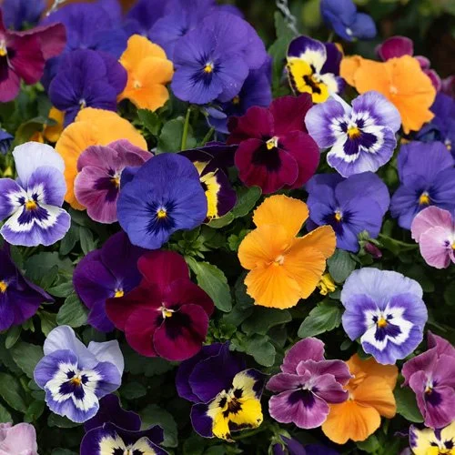 Pansy