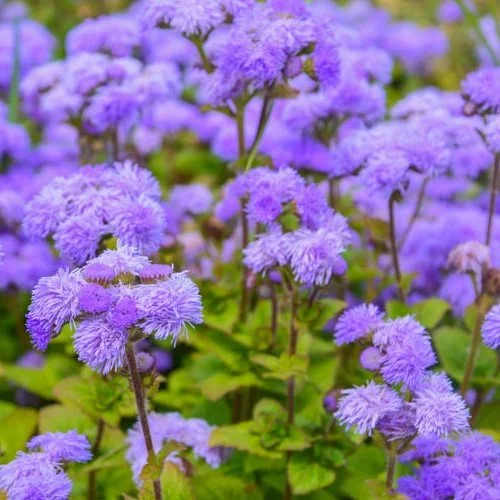 Ageratum