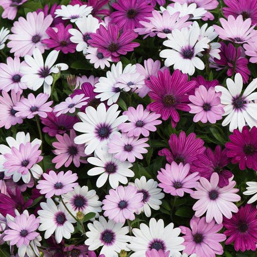 Osteospermum x3