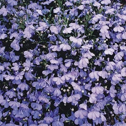 Lobelia - Bush