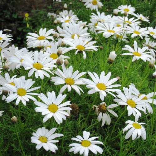 Argyranthemum