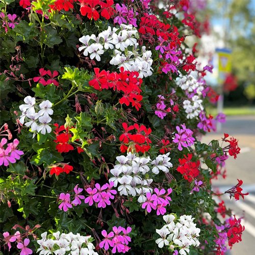 Semi-trailing Geraniums