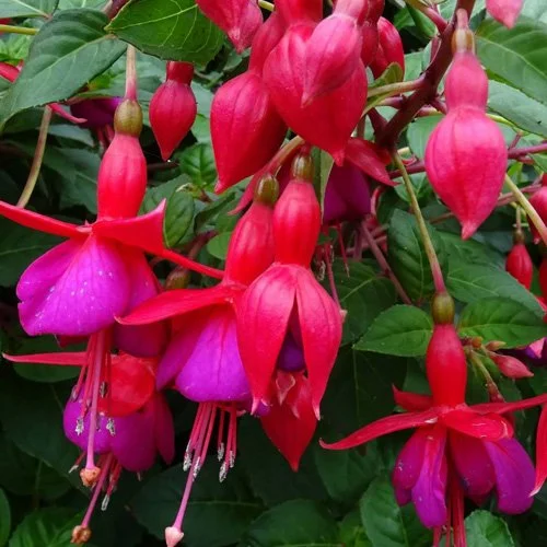 _0005_Fuscia Bush 2.jpg