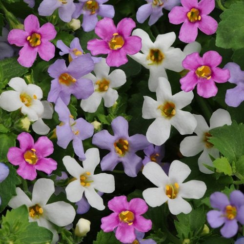 Bacopa white,blue,pink