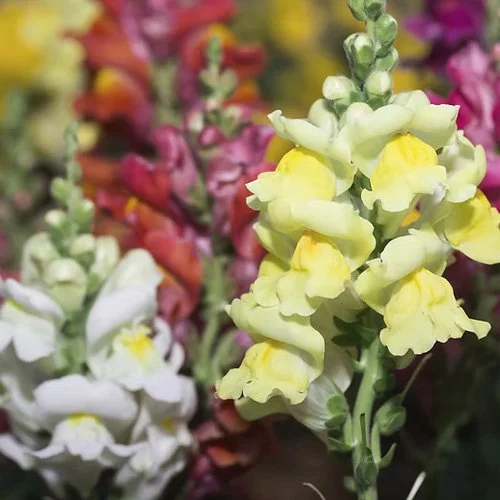Antirrhinum (Snap Dragon)